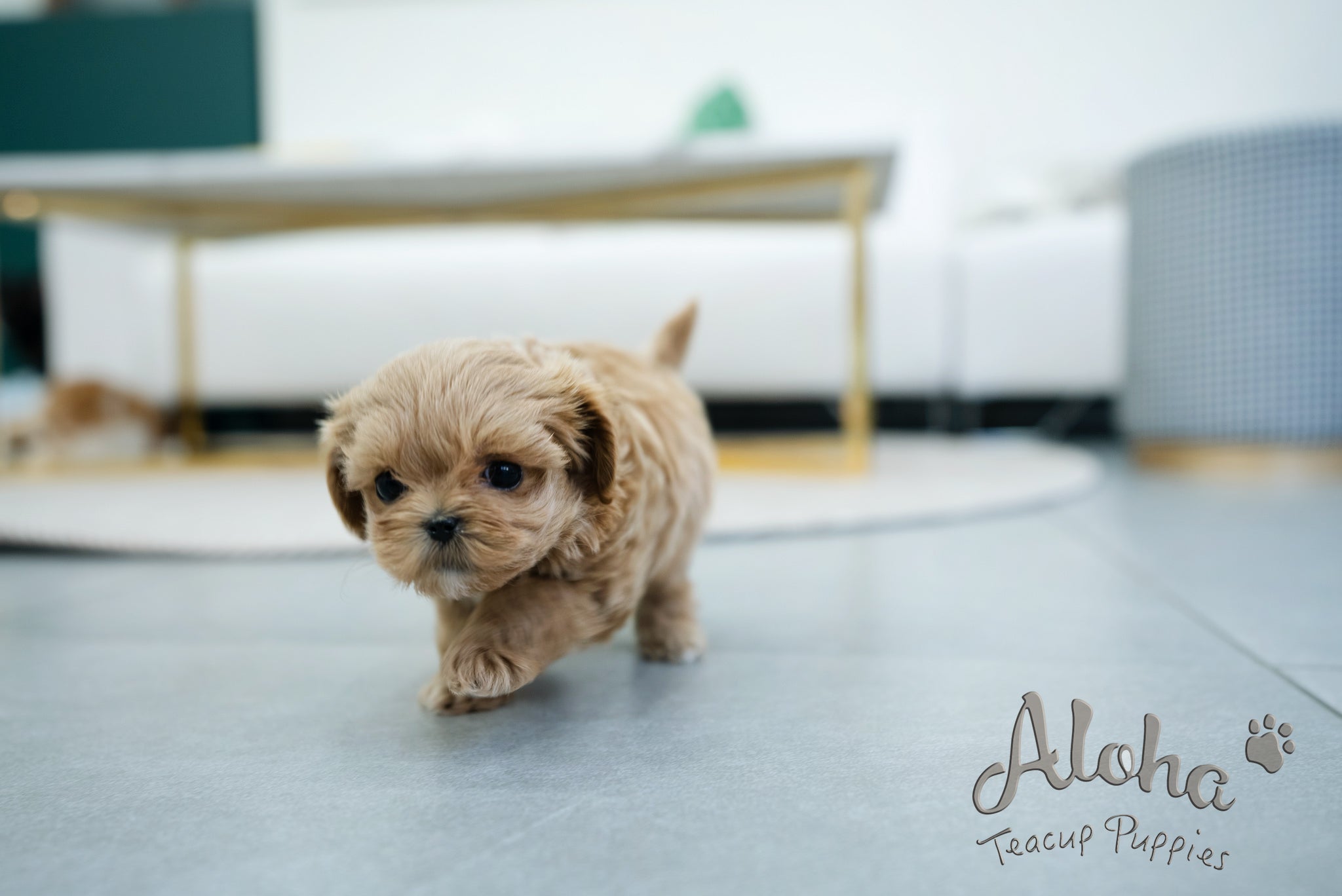 Coiln [TEACUP MALTIPOO]