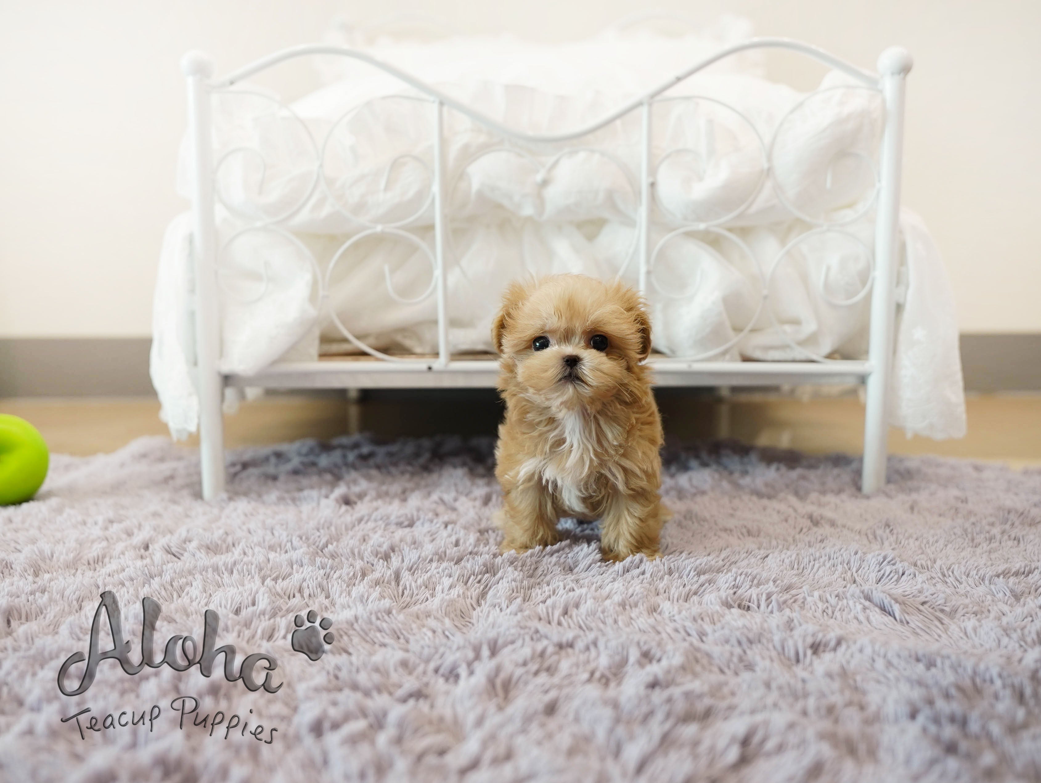 NACHO [TEACUP MALTIPOO]