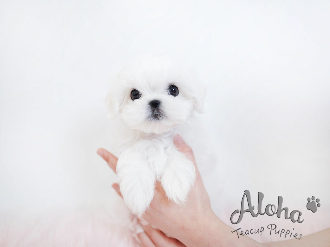 STAR [TEACUP MALTESE]
