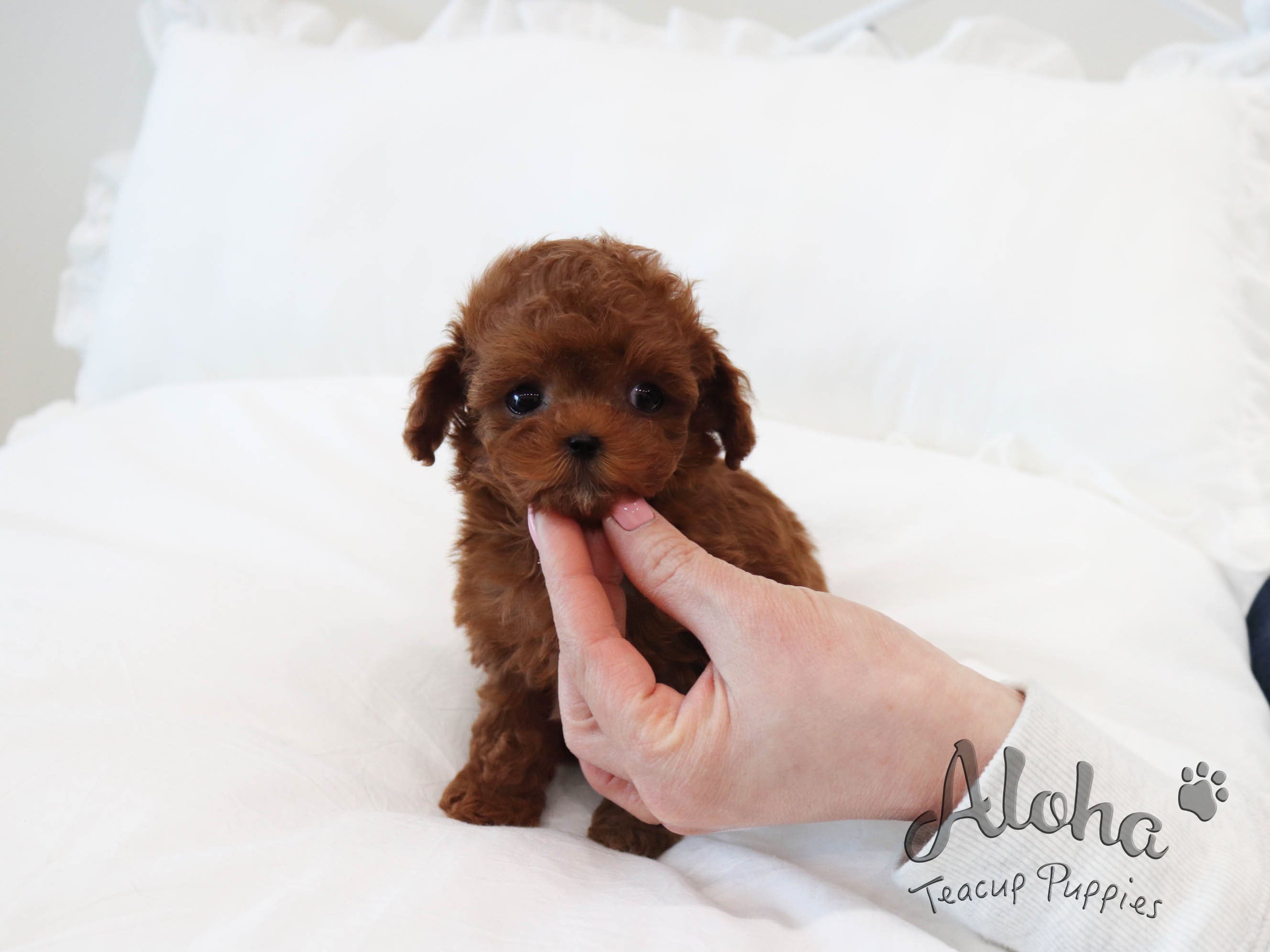 Luna [TEACUP POODLE]