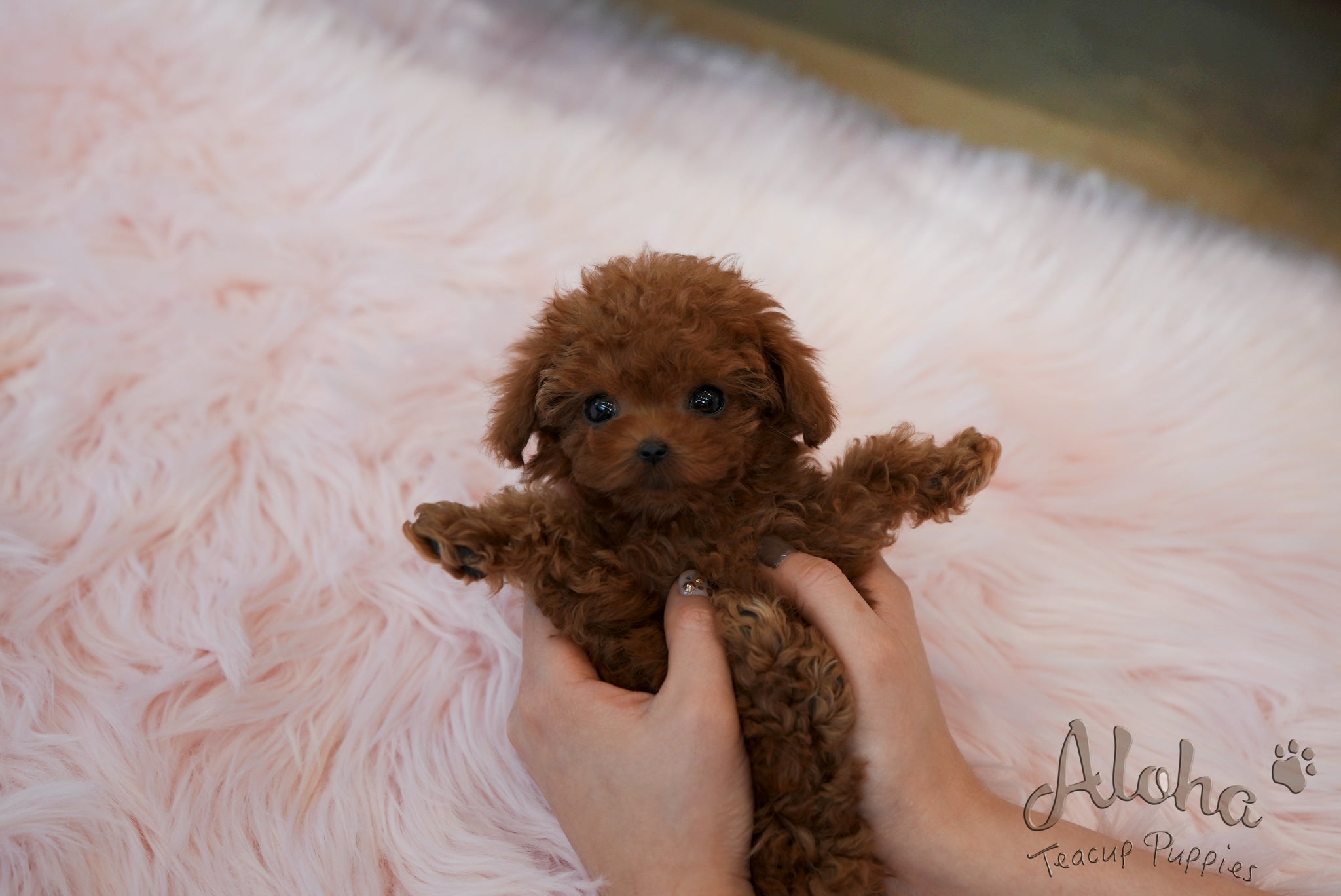 Jane [TEACUP POODLE]
