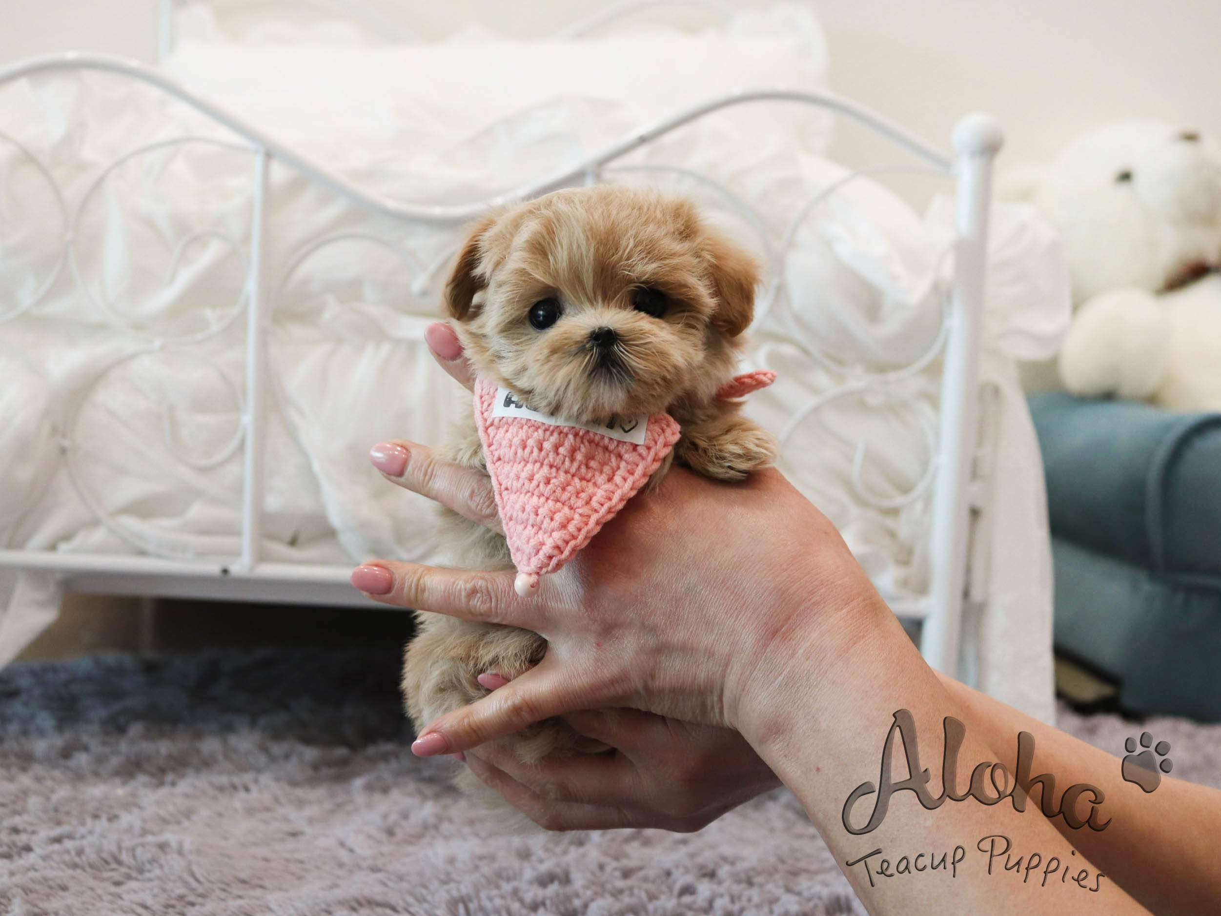 MAPLE [TEACUP MALTIPOO]