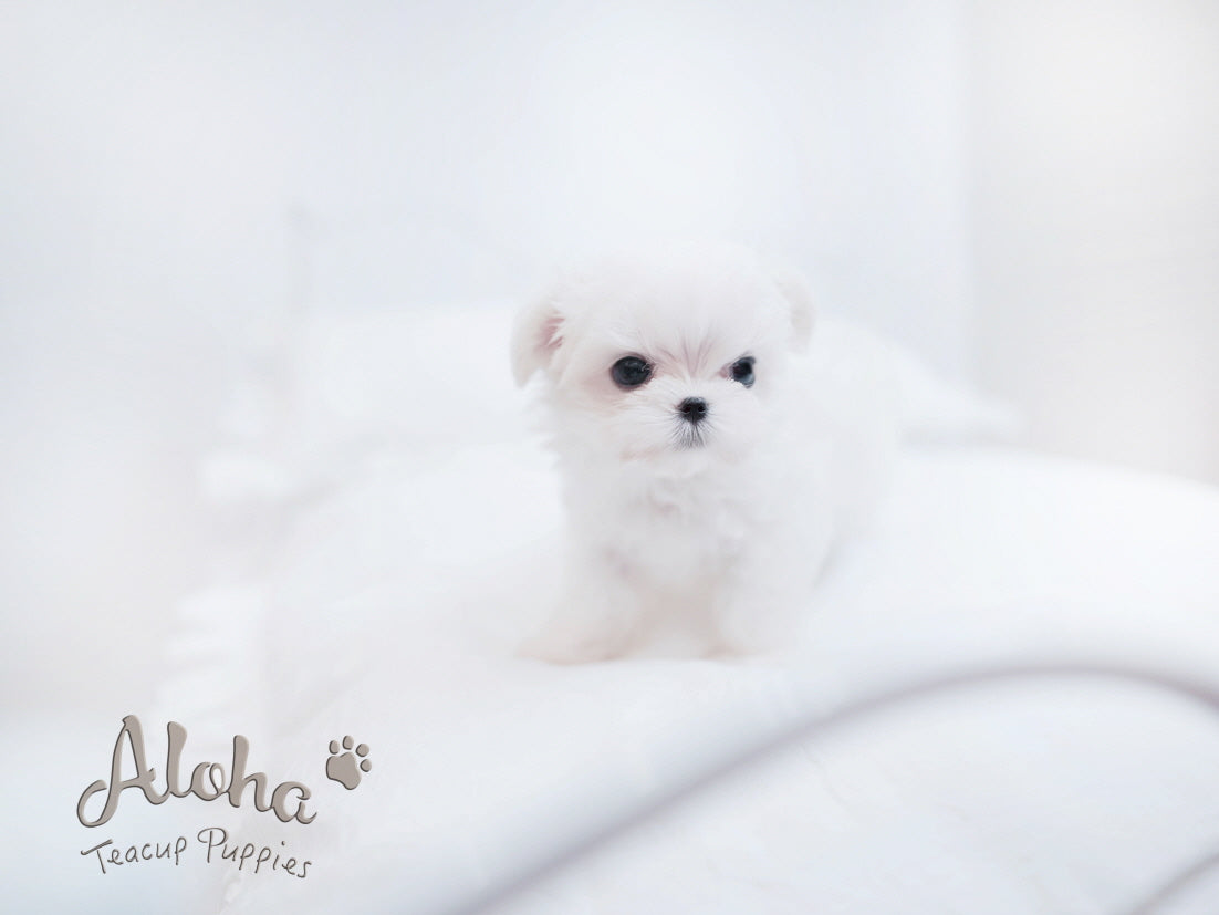 Theo [TEACUP MALTESE]