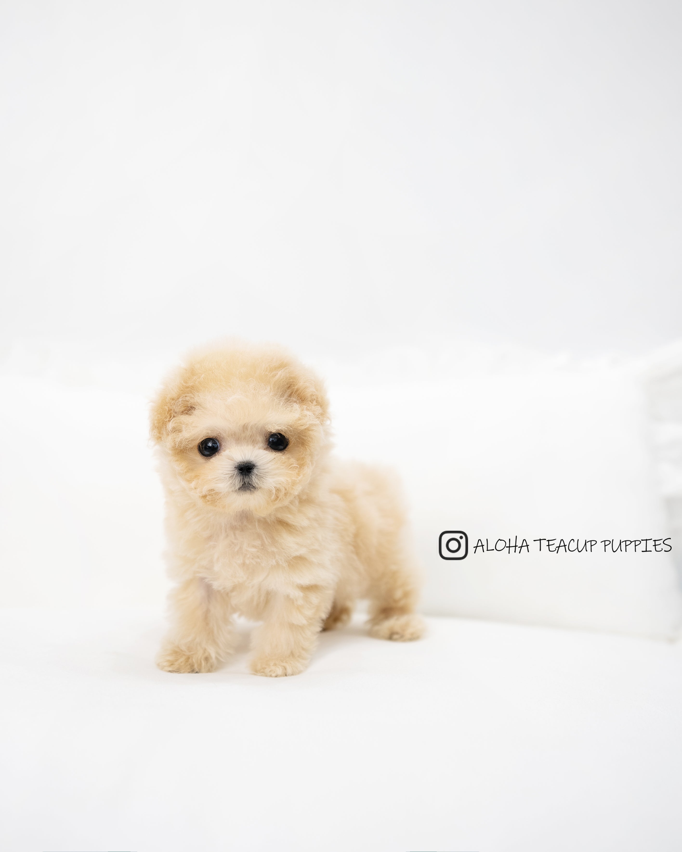 Teddy [TEACUP POODLE]