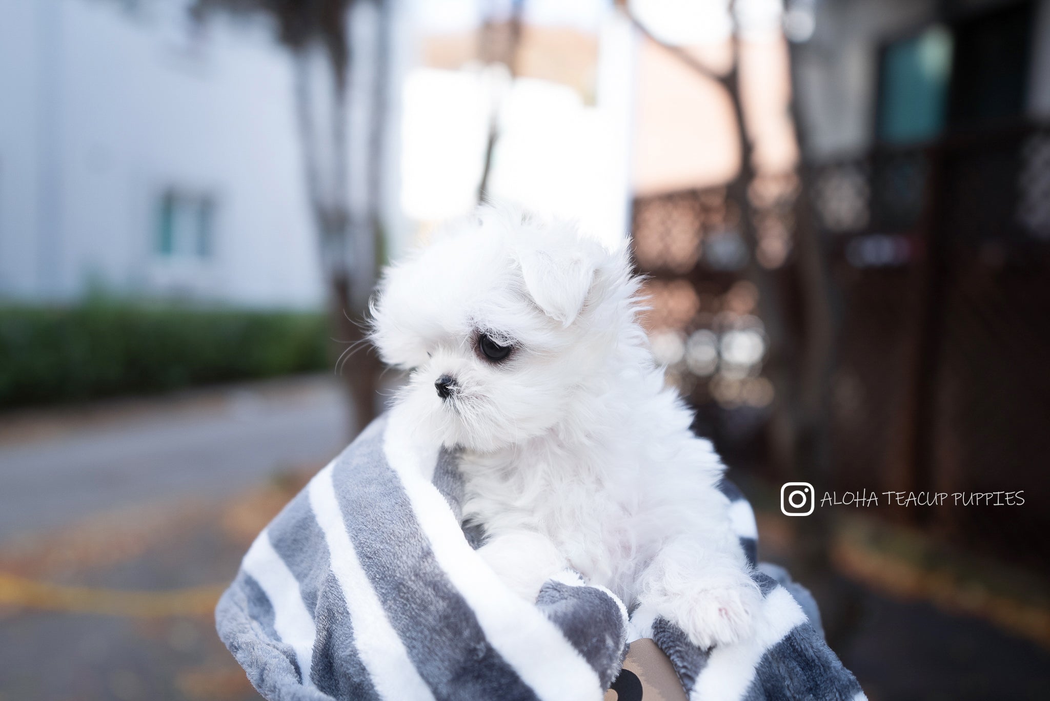 Flory [TEACUP MALTESE]