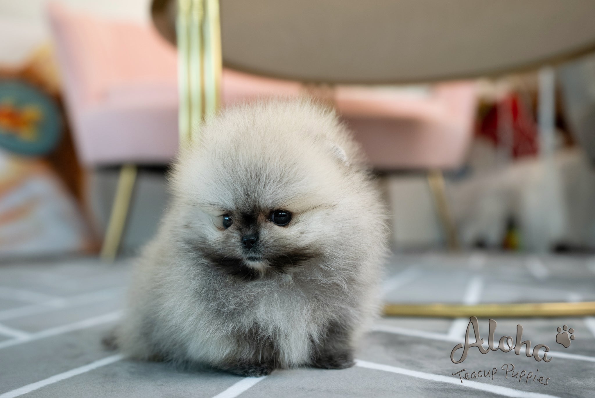 Bianca [TEACUP POMERANIAN]