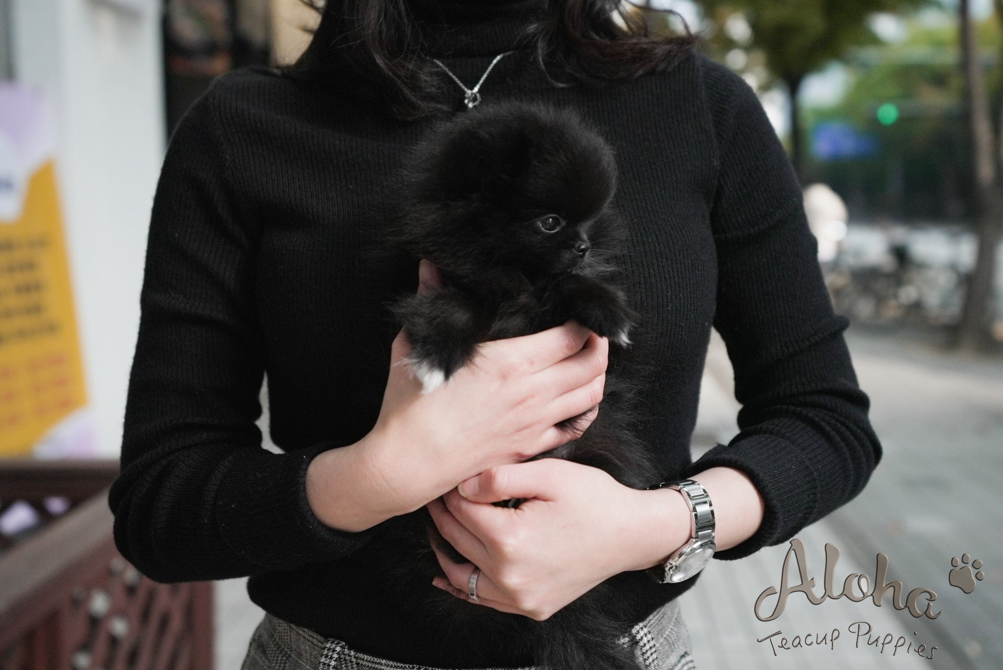 Bella [TEACUP POMERANIAN]