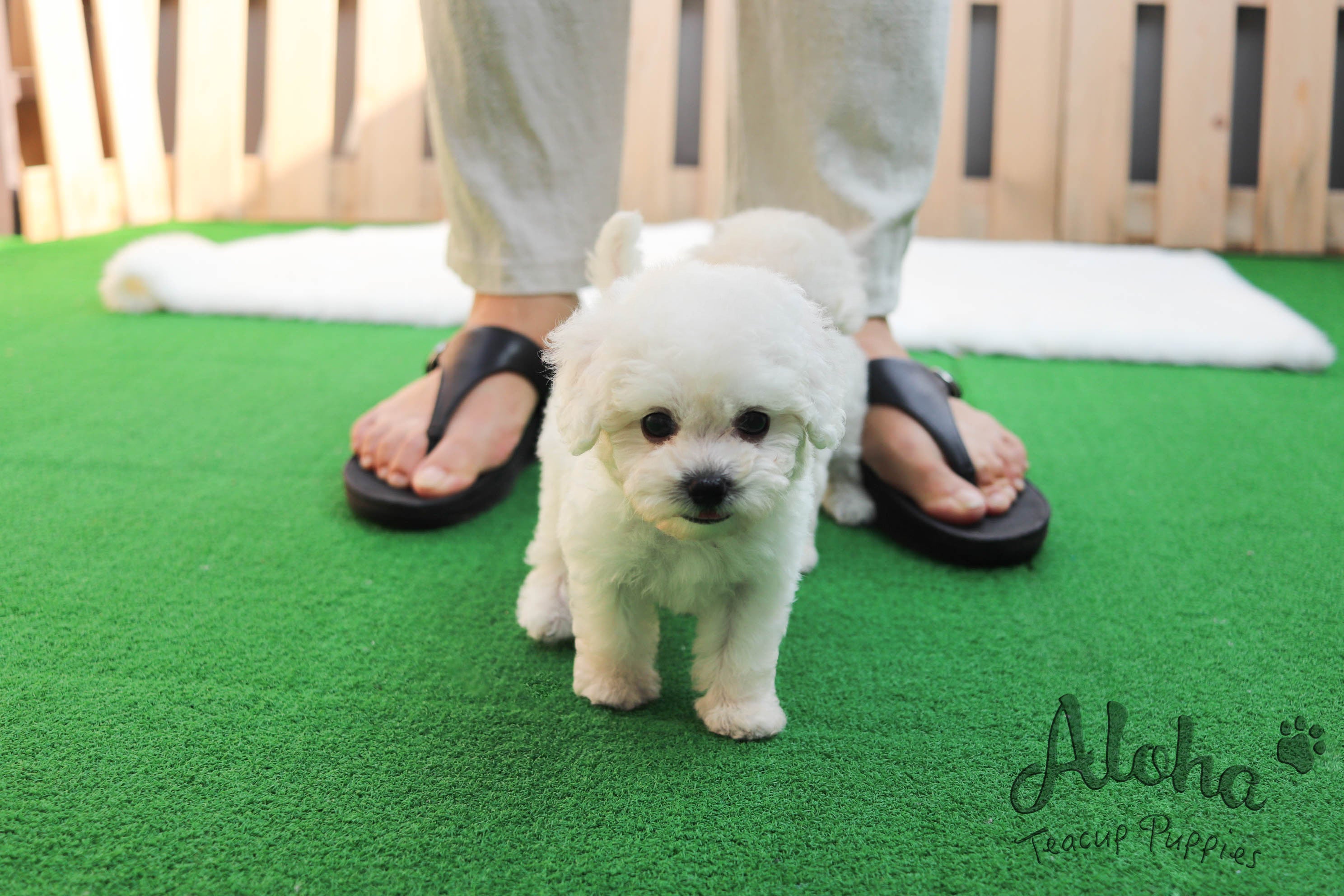 Sold to Jax, Tango [Teacup Bichon]
