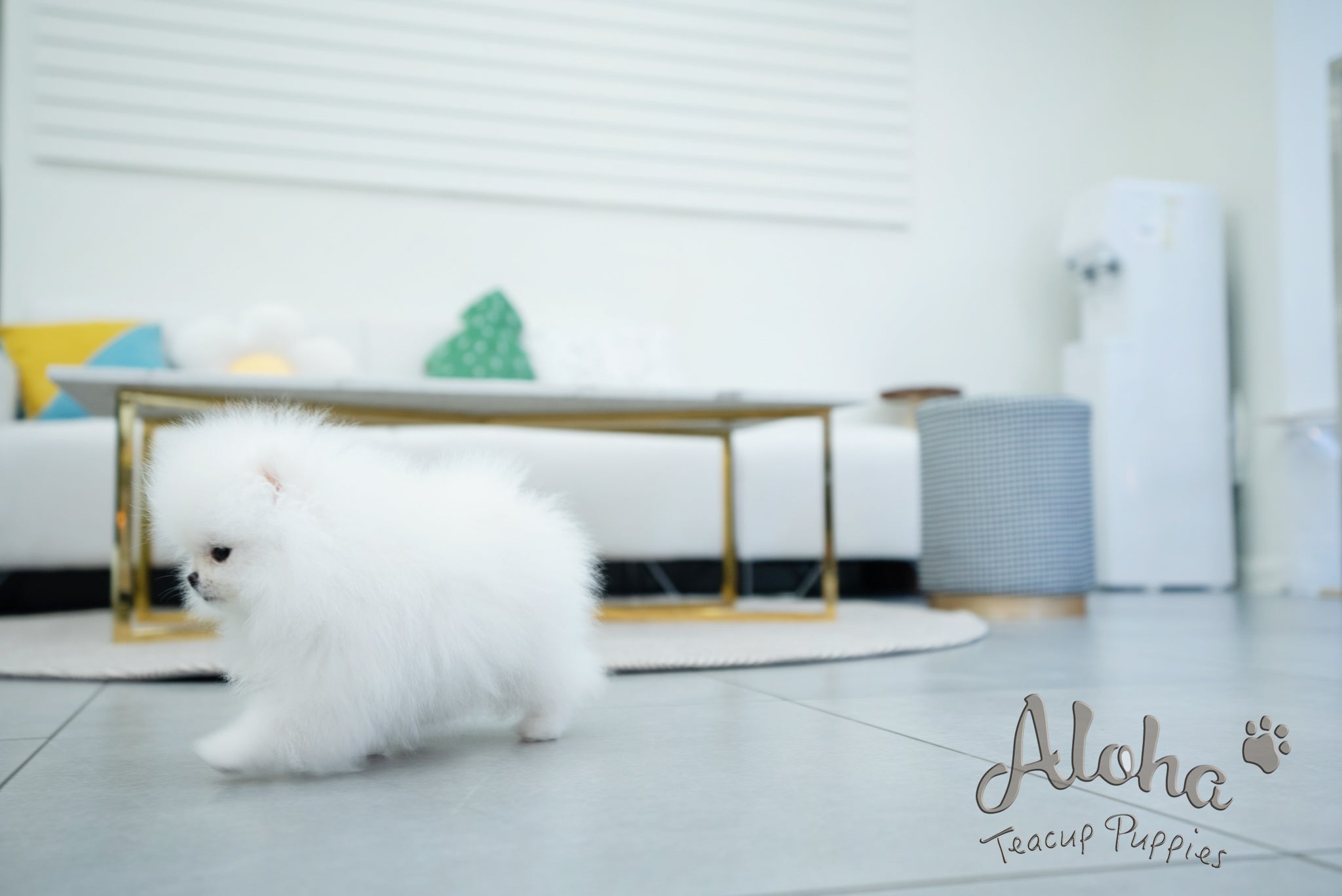 Annabel [TEACUP POMERANIAN]