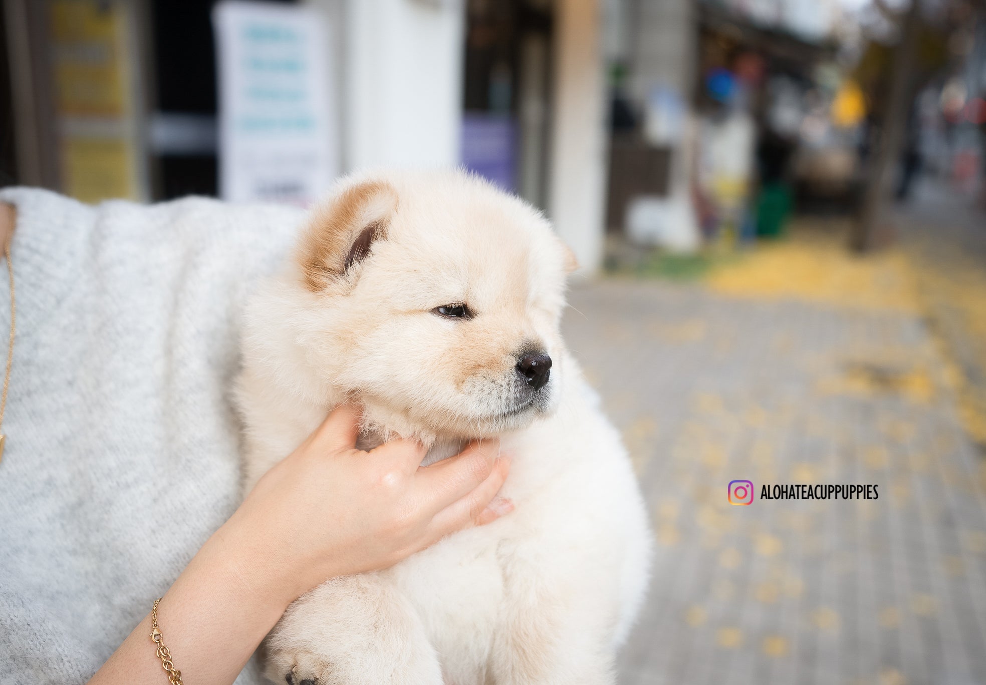 Cow [Mini Chow Chow]
