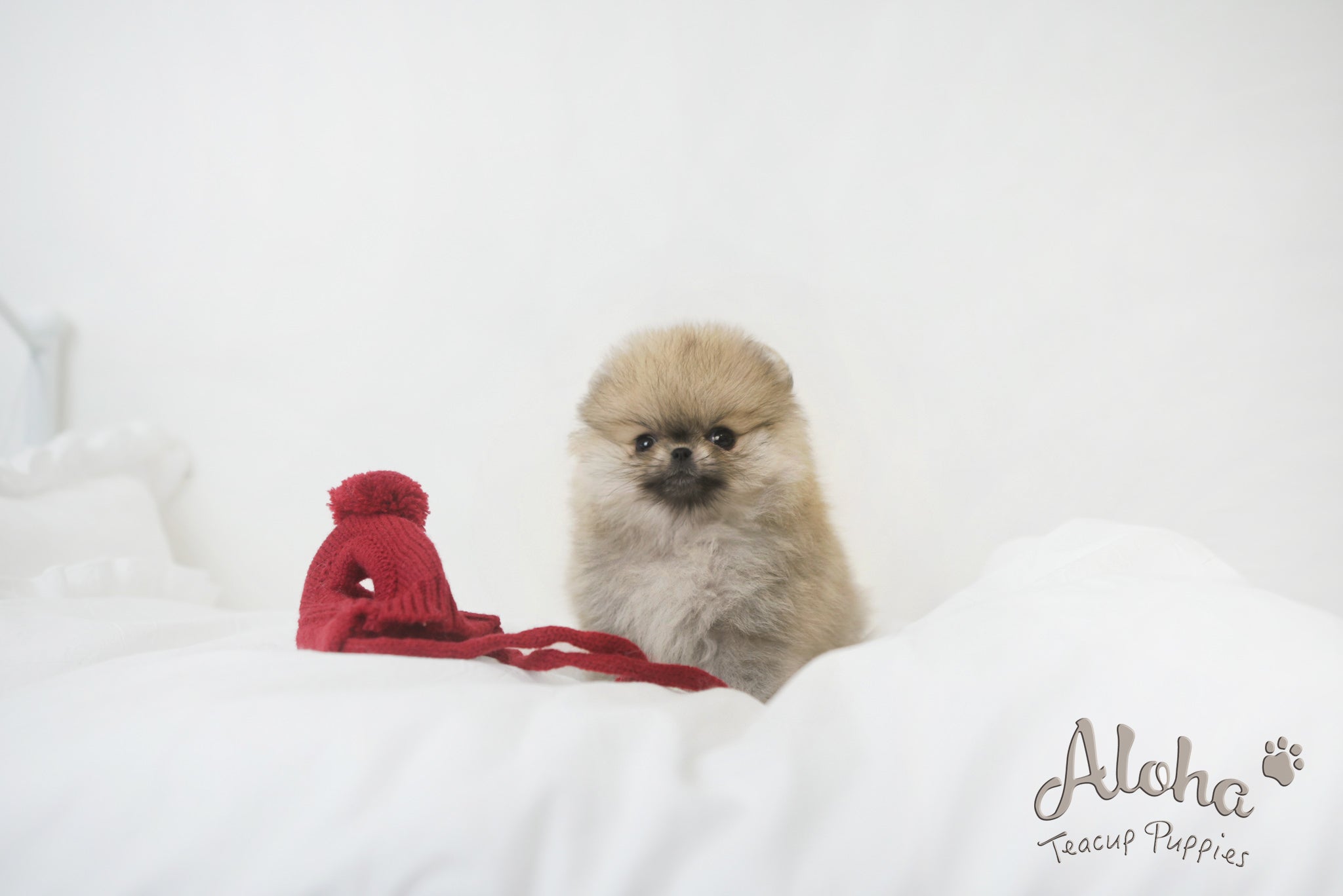 Sally [TEACUP POMERANIAN]