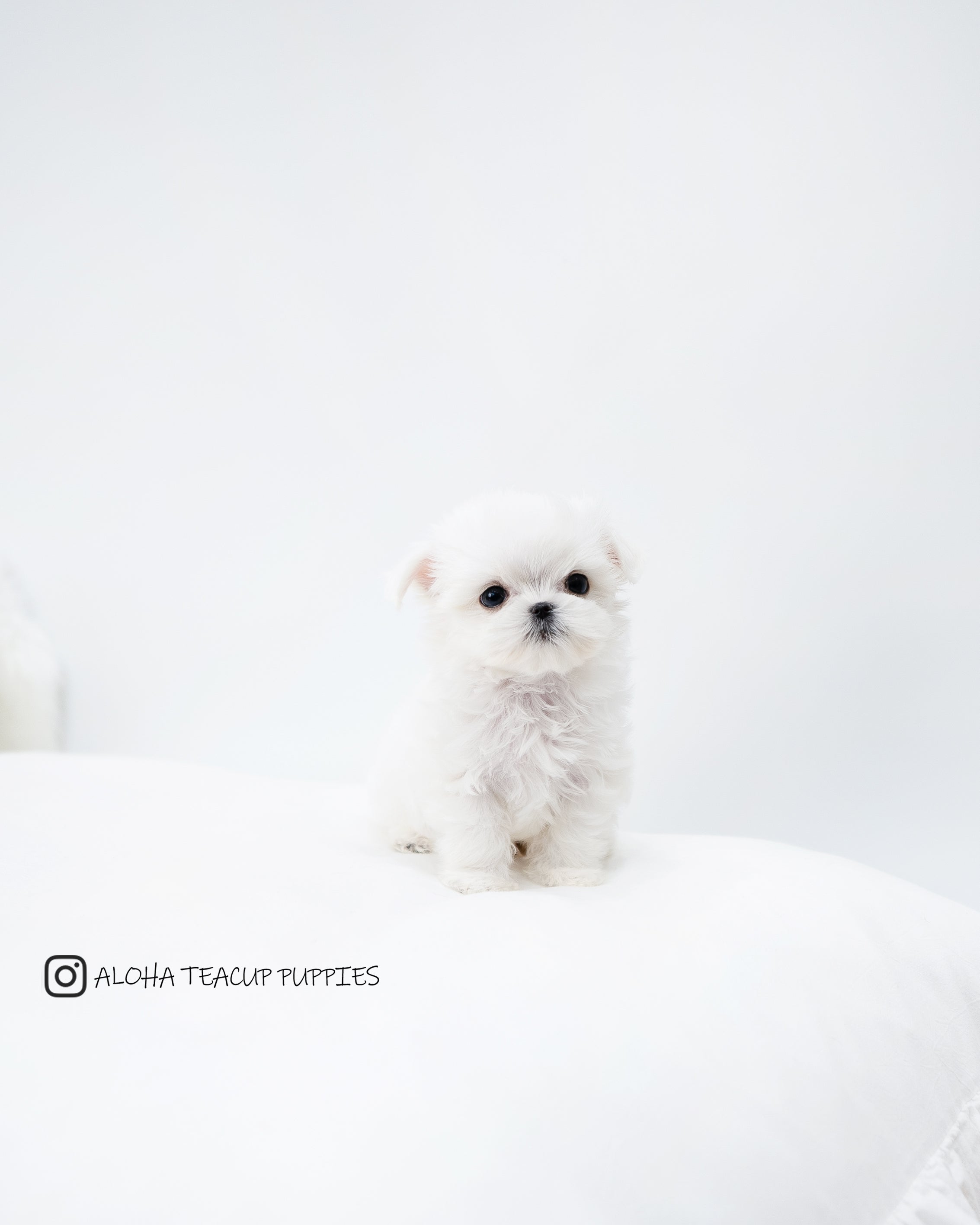Oscar [TEACUP MALTESE]