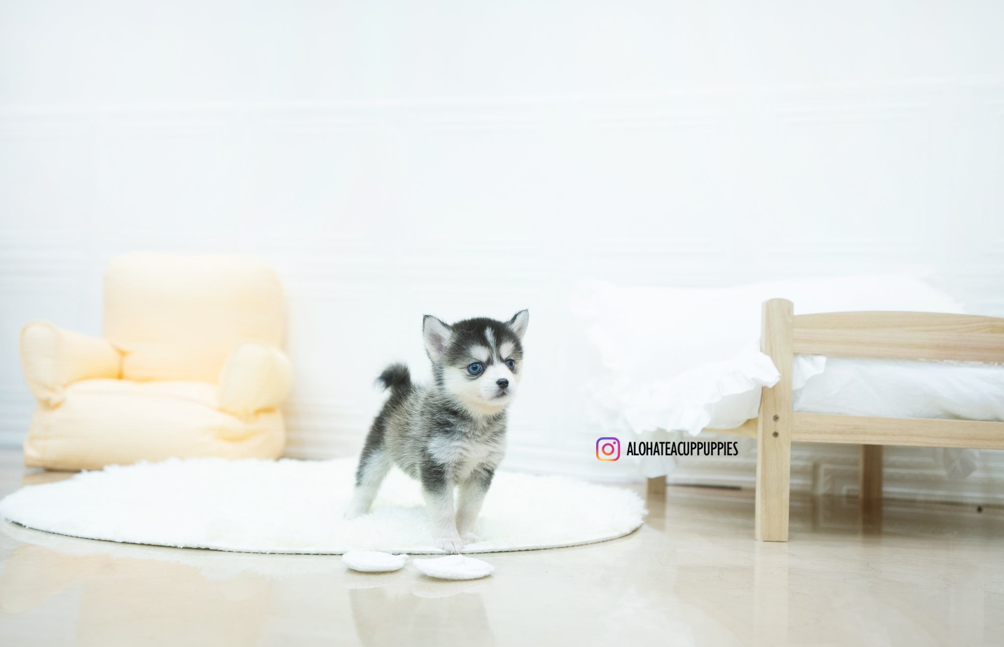 Amelia [TEACUP POMSKY]