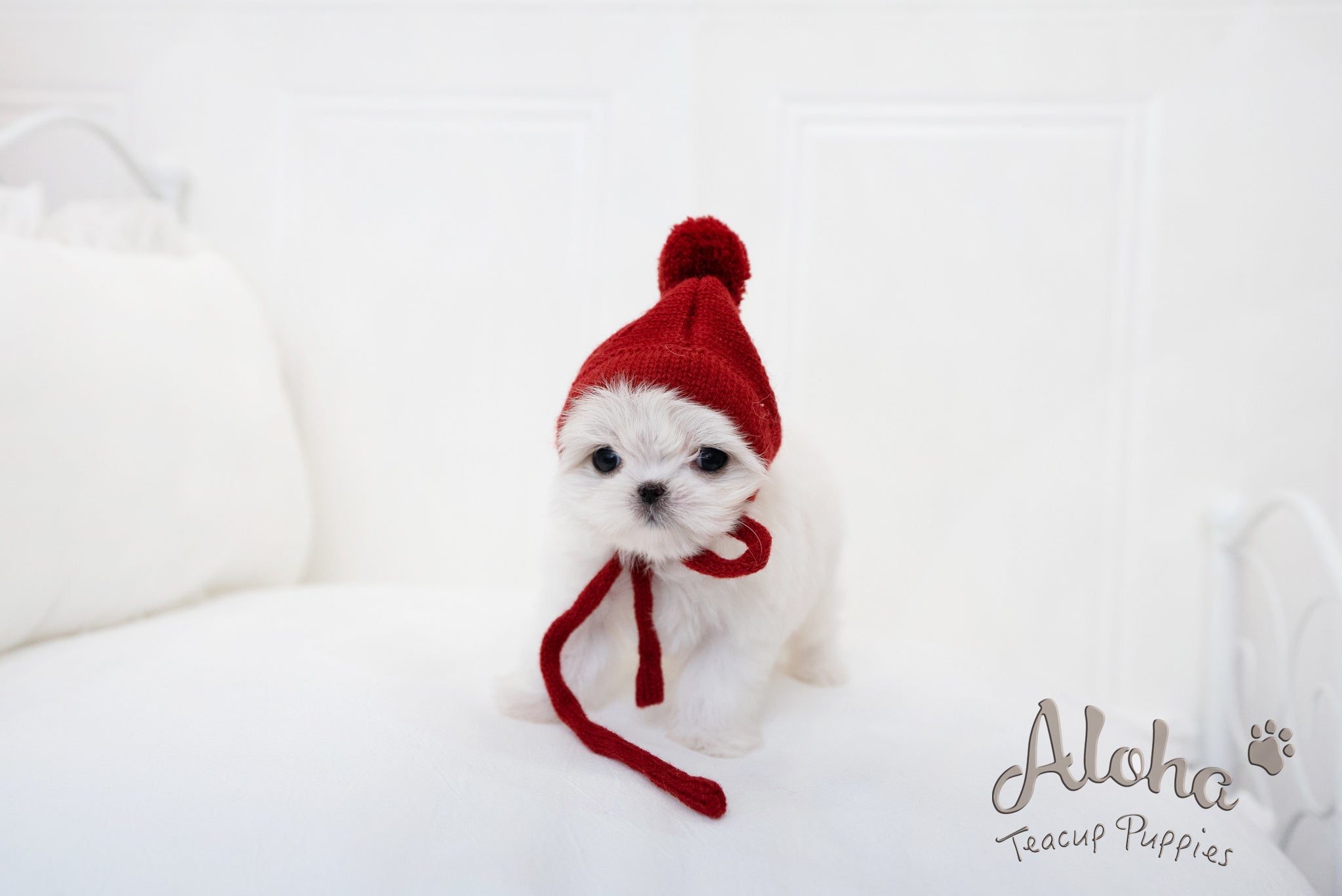 Ciara [TEACUP MALTESE]
