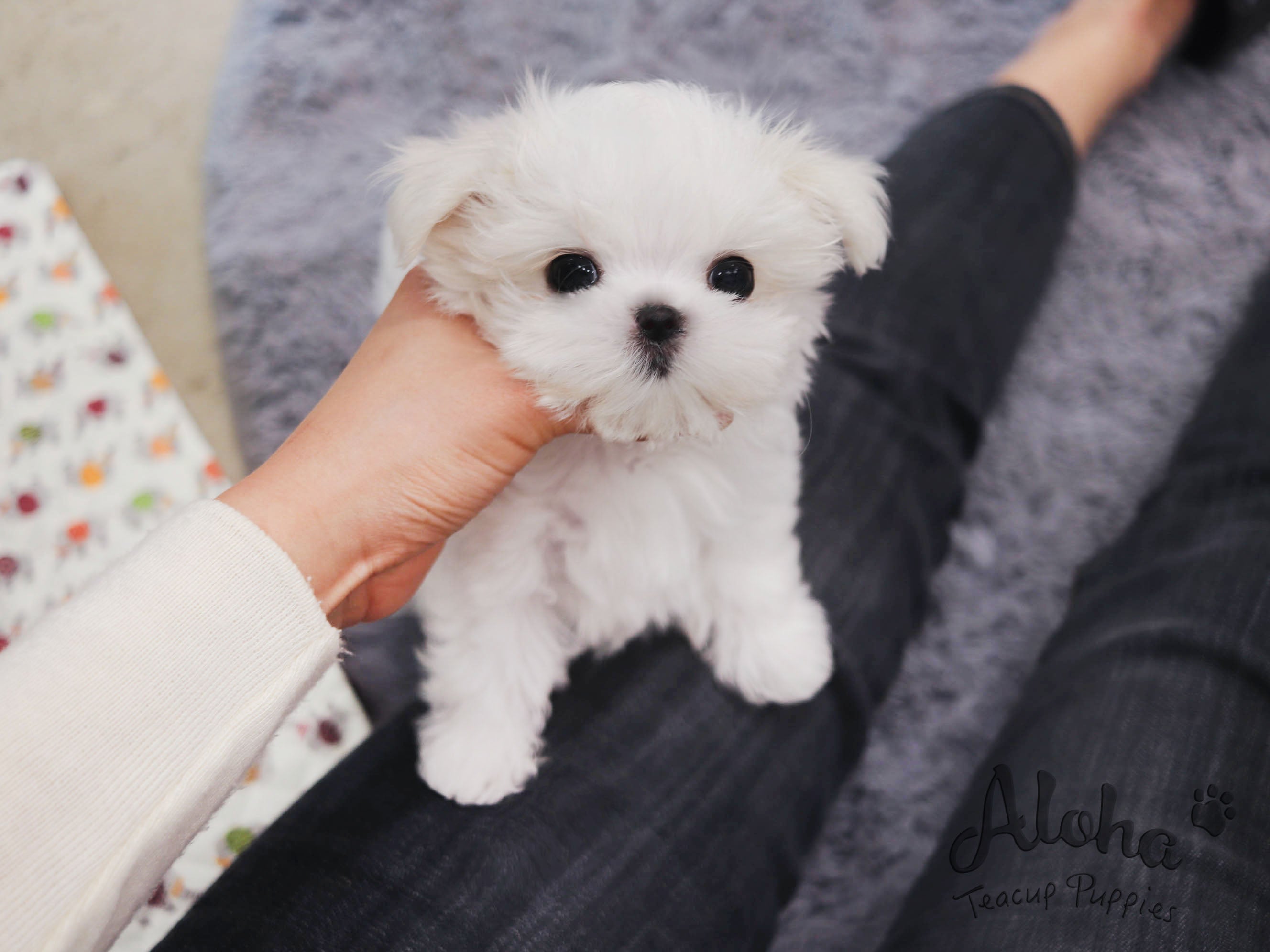 Anna [TEACUP MALTESE]