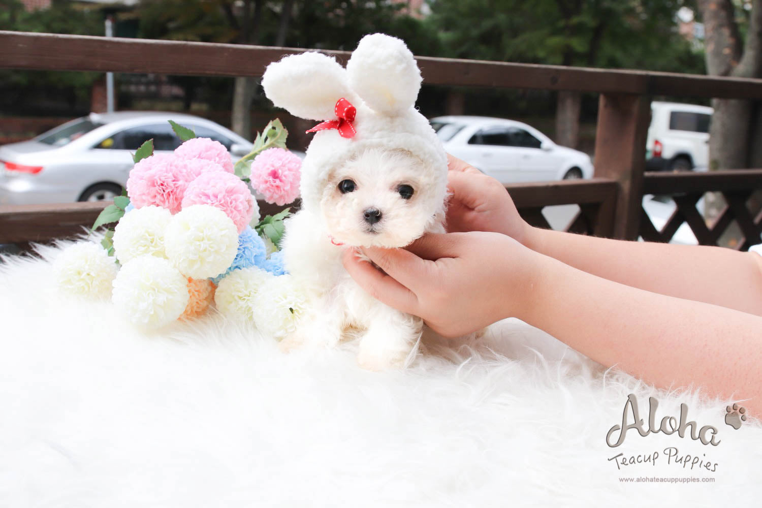 Moco - [Maltese]