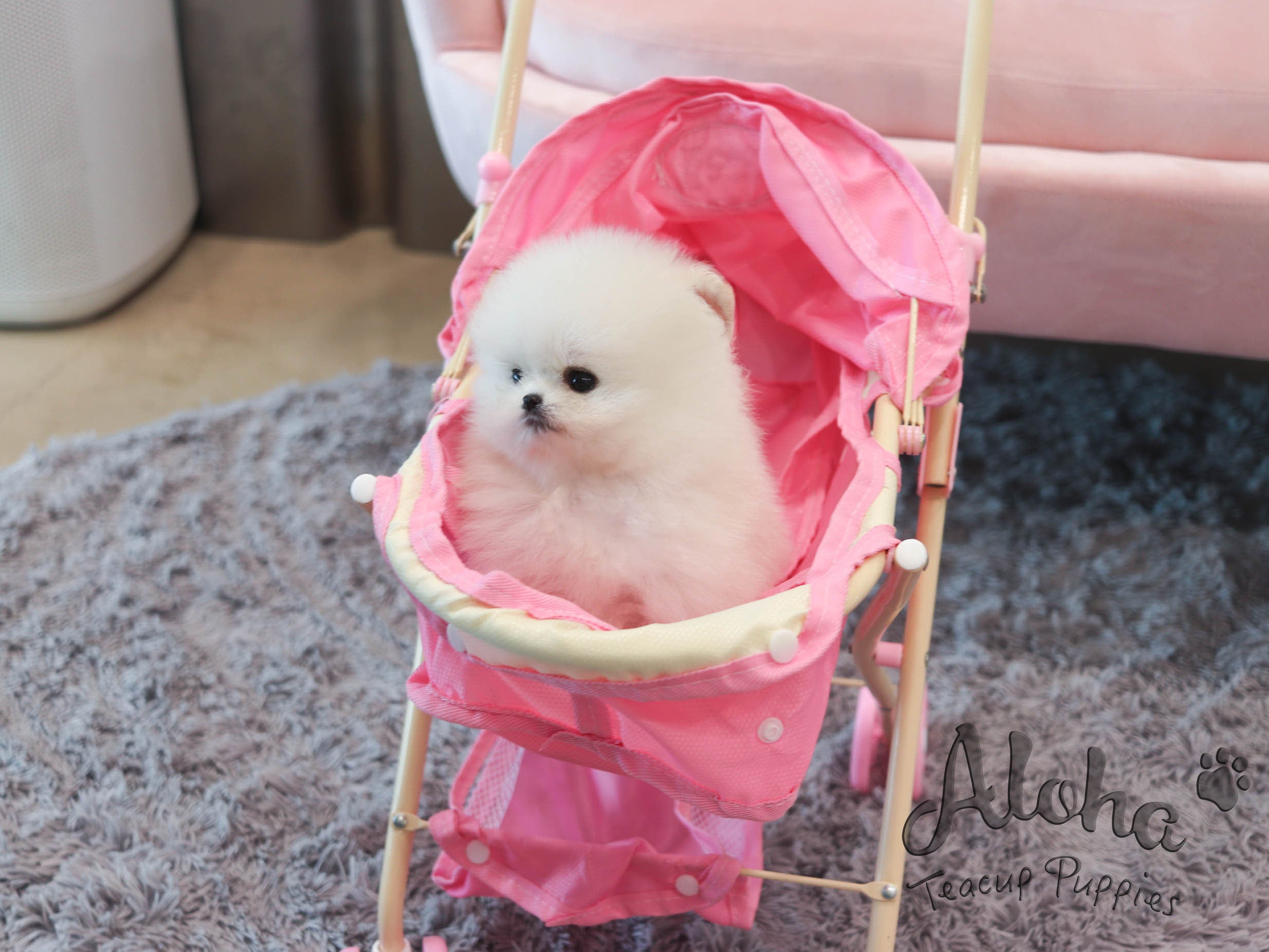 Ava [TEACUP POMERANIAN]