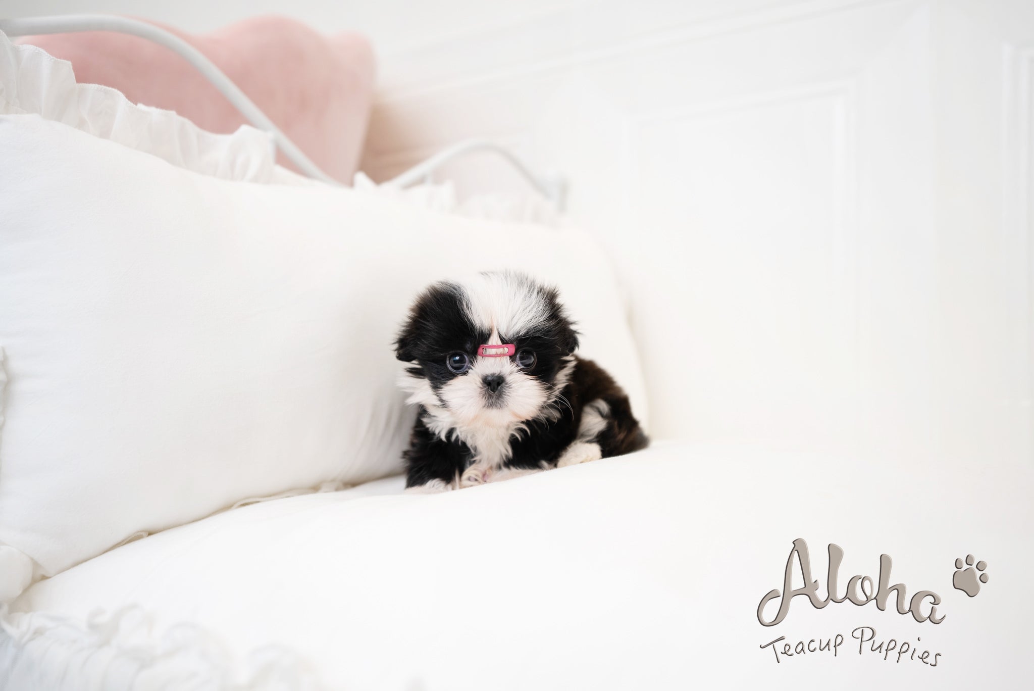 Zana [TEACUP Shihtzu]