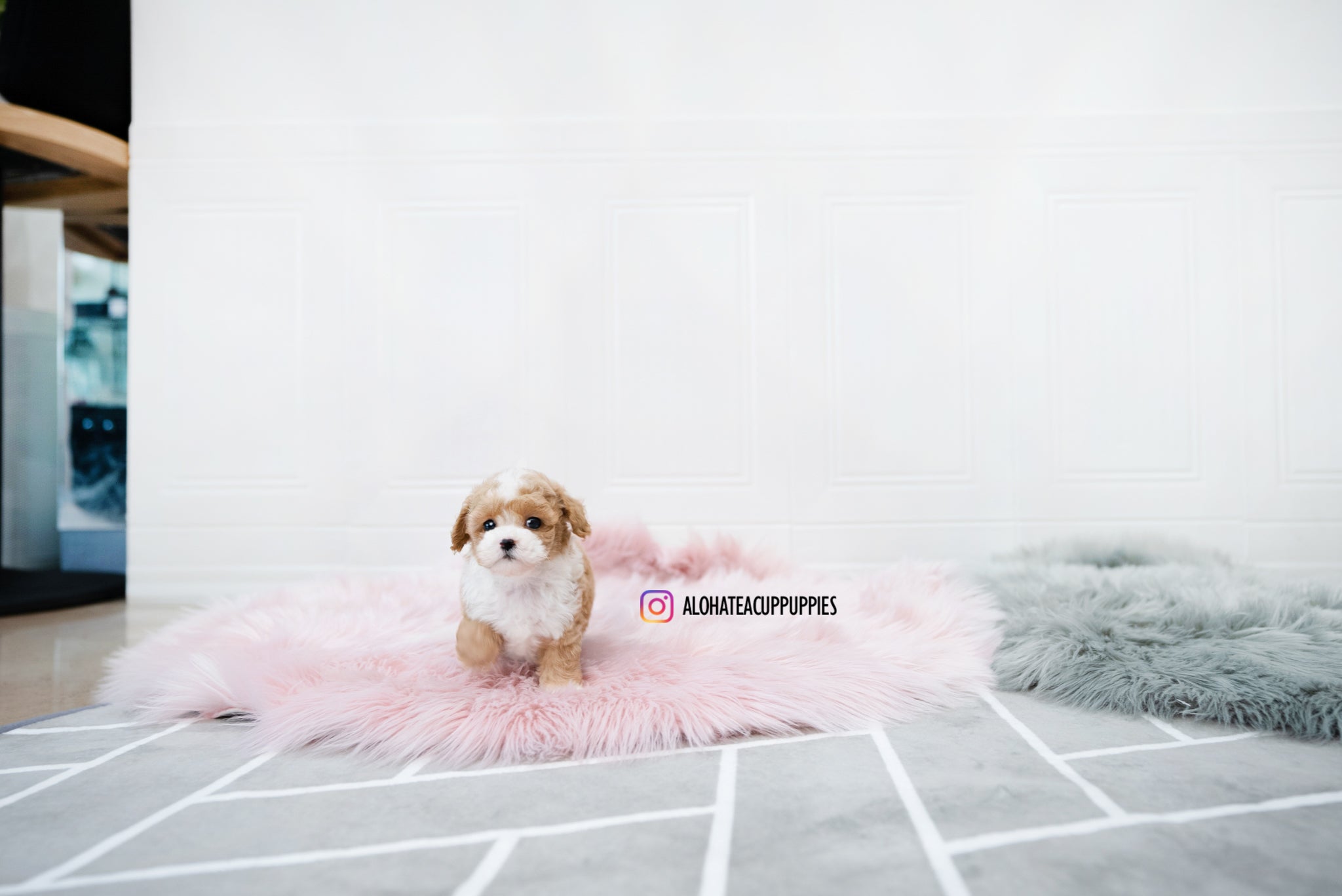 Lucas [TEACUP POODLE]
