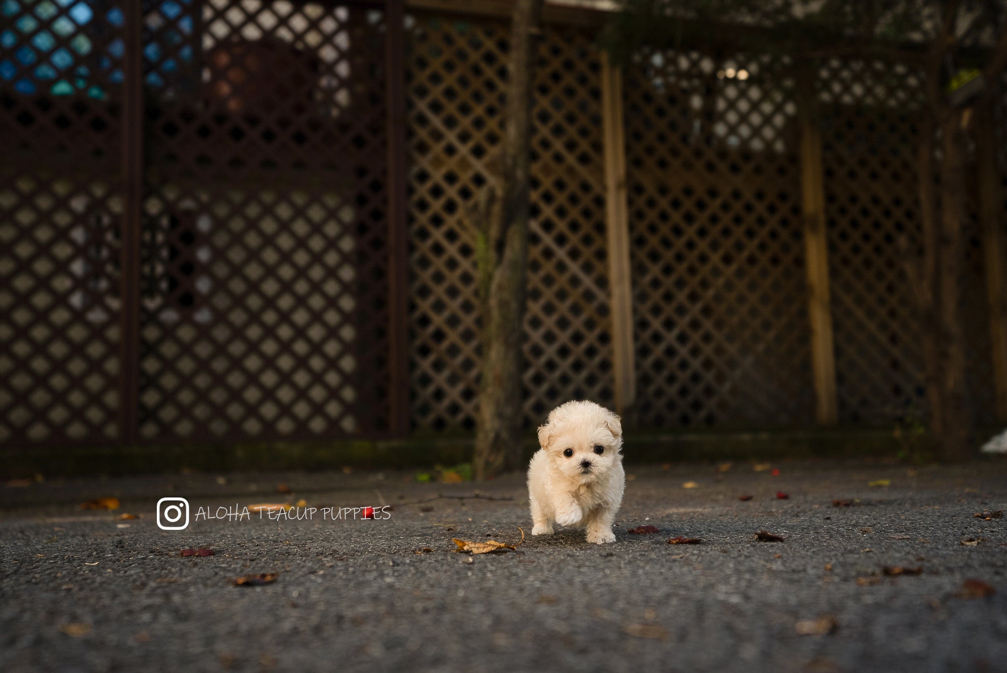 Mila [TEACUP Maltipoo]