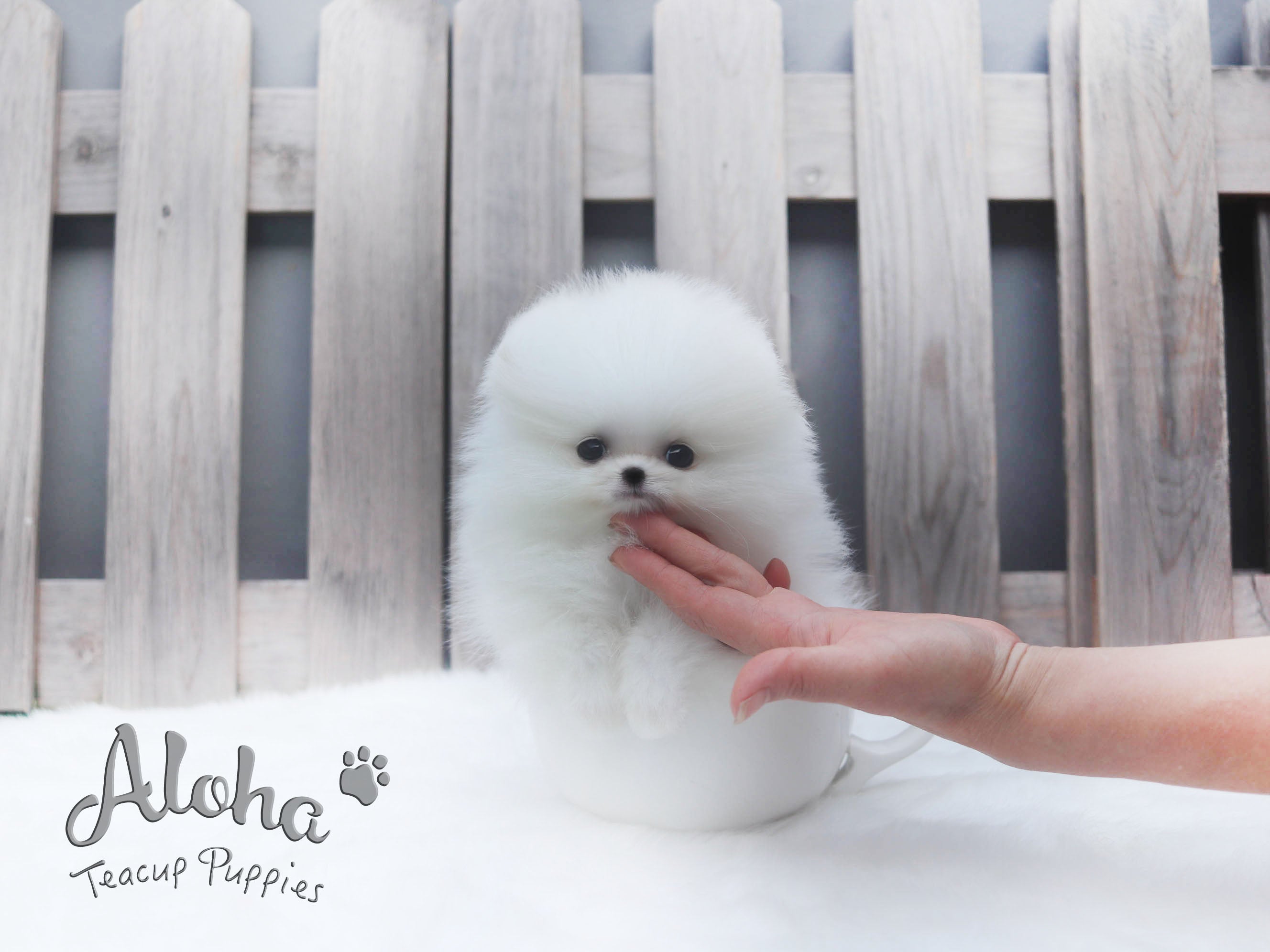 Sold to Ania, Valentine [TEACUP POMERANIAN]