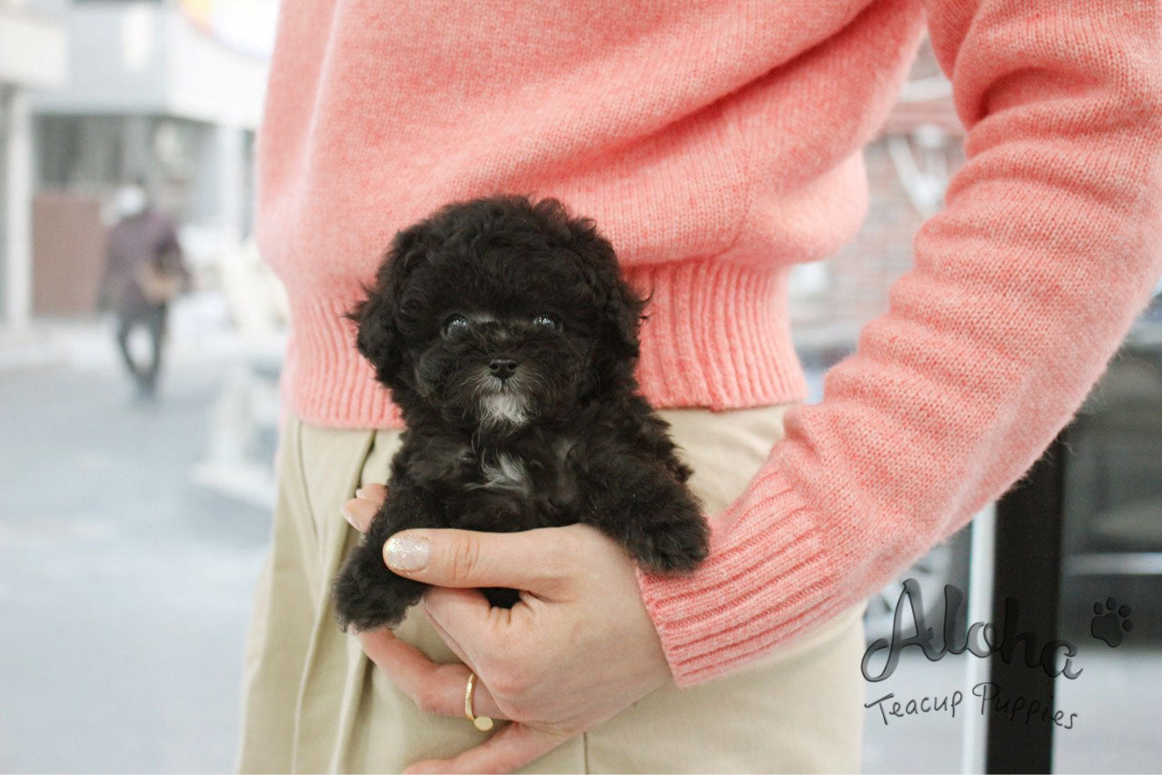Benny [TEACUP POODLE]