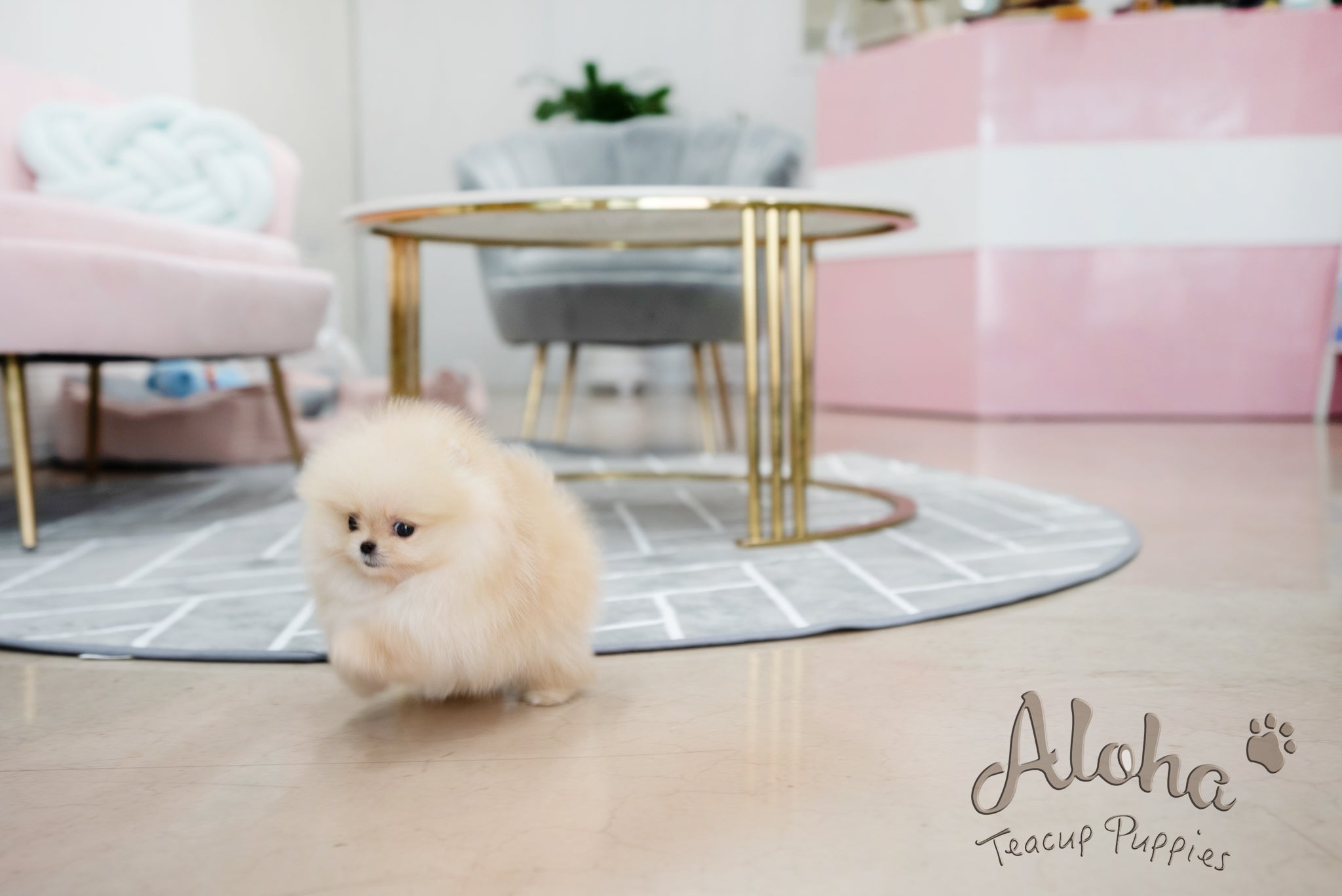 Clara [TEACUP POMERANIAN]