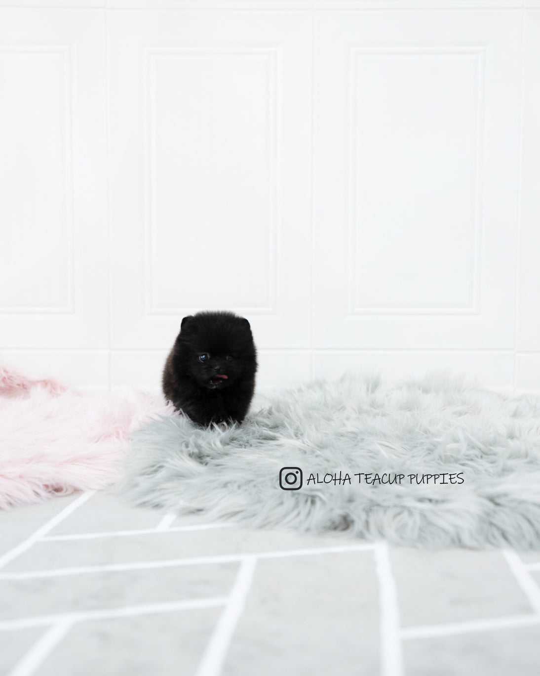 Mika [POMERANIAN]