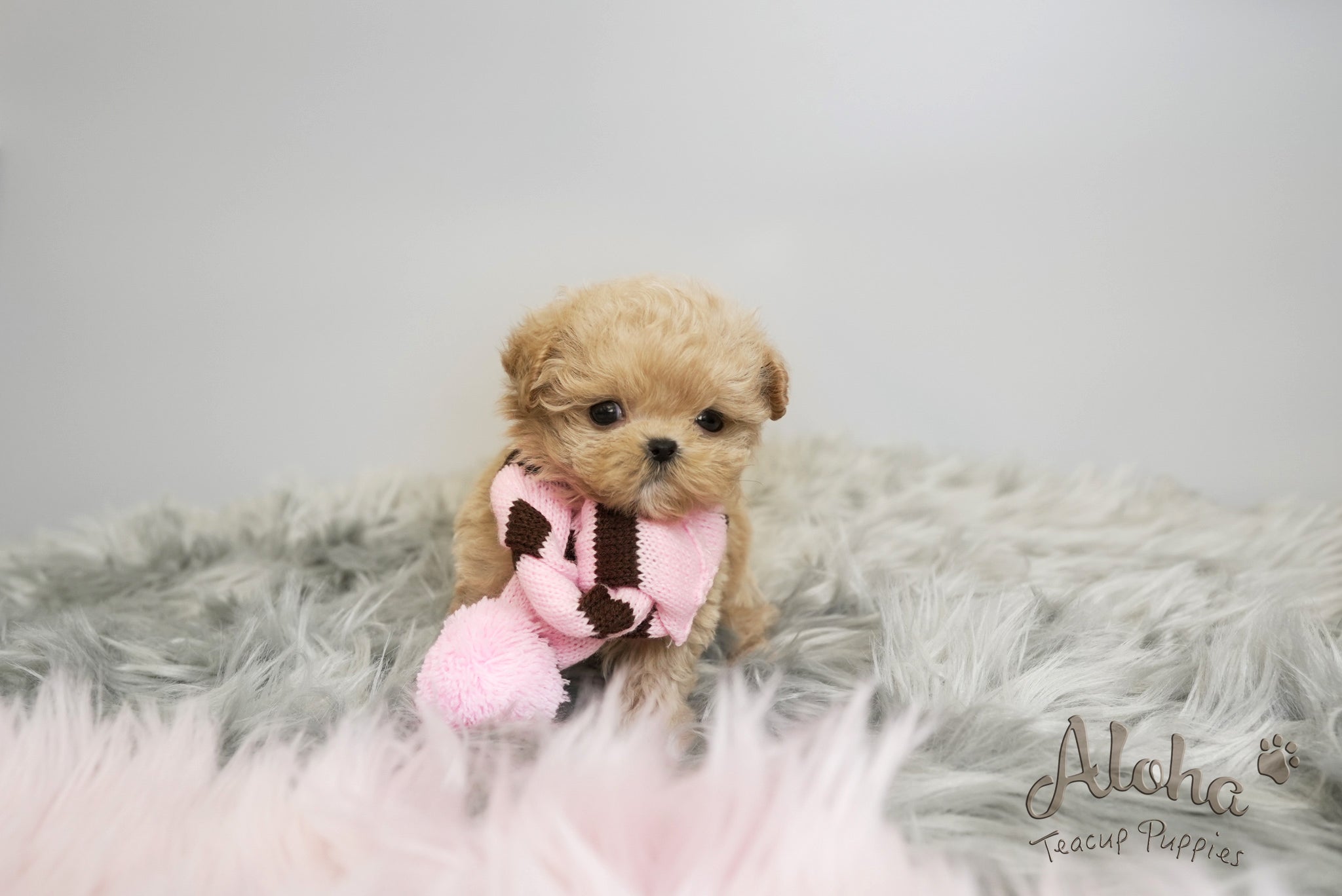 Daisy [TEACUP MALTIPOO]