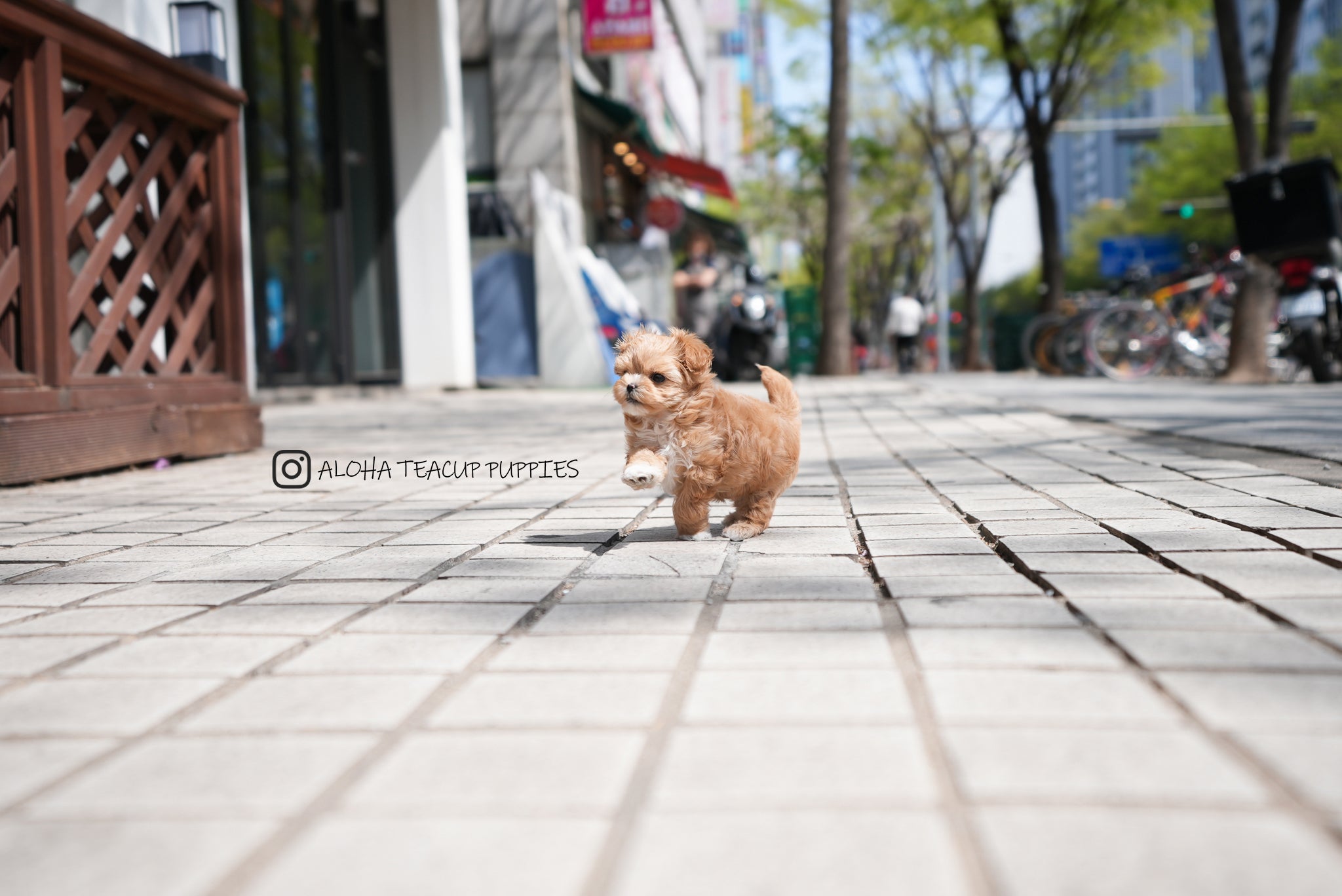 Avril [TEACUP MALTIPOO]