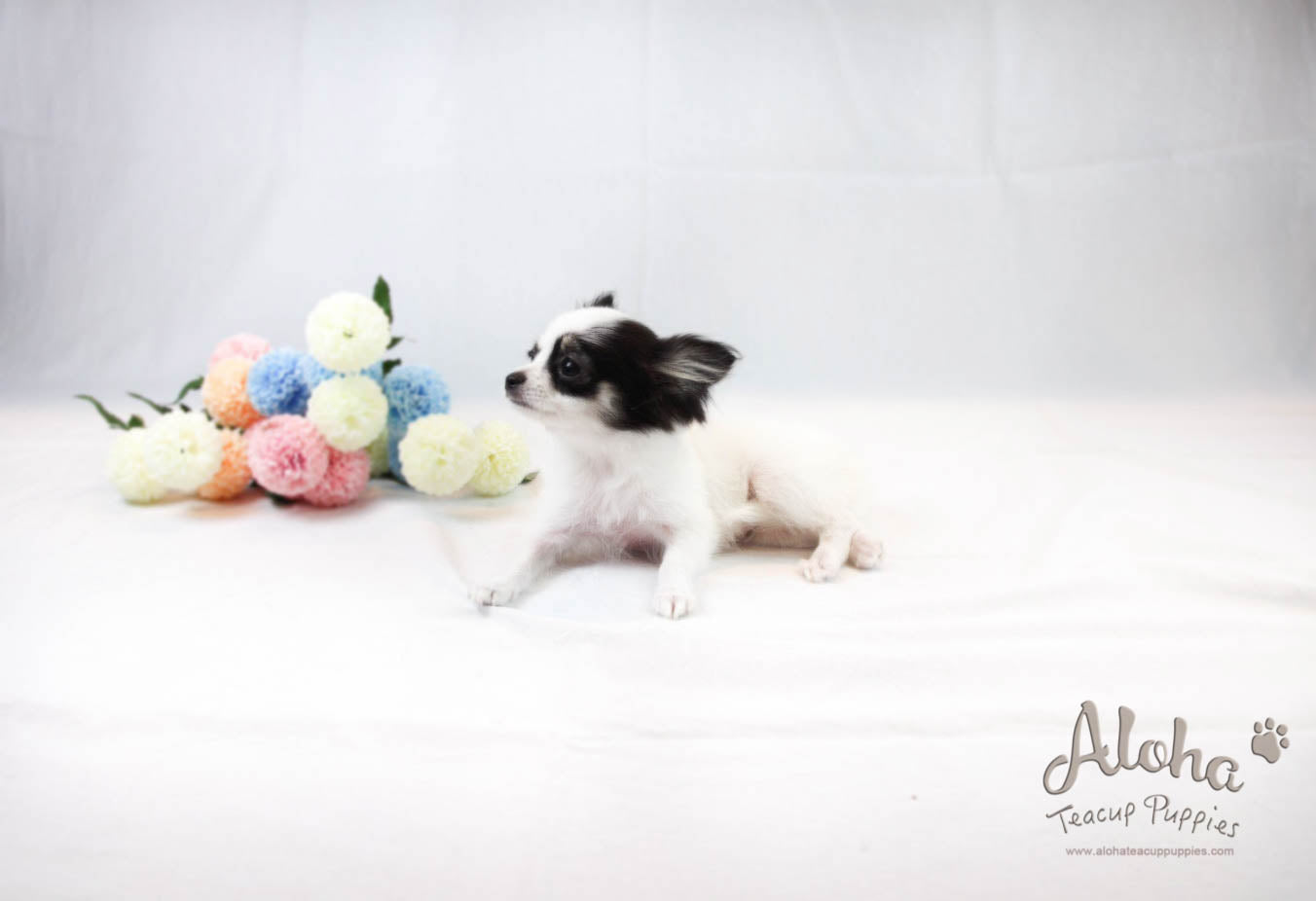 Venus - [Chihuahua]