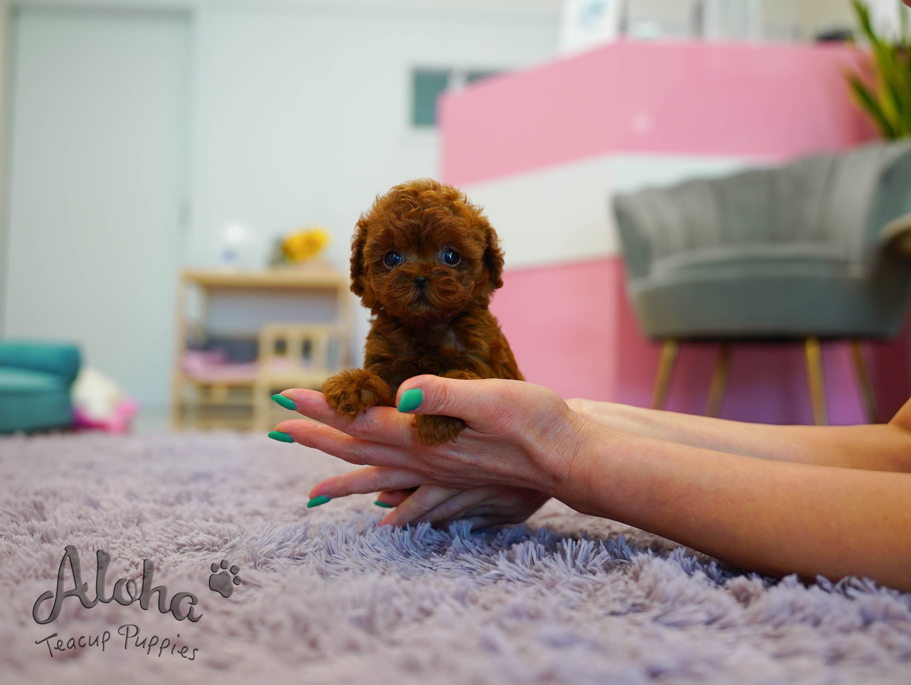 MACARON [TEACUP POODLE]
