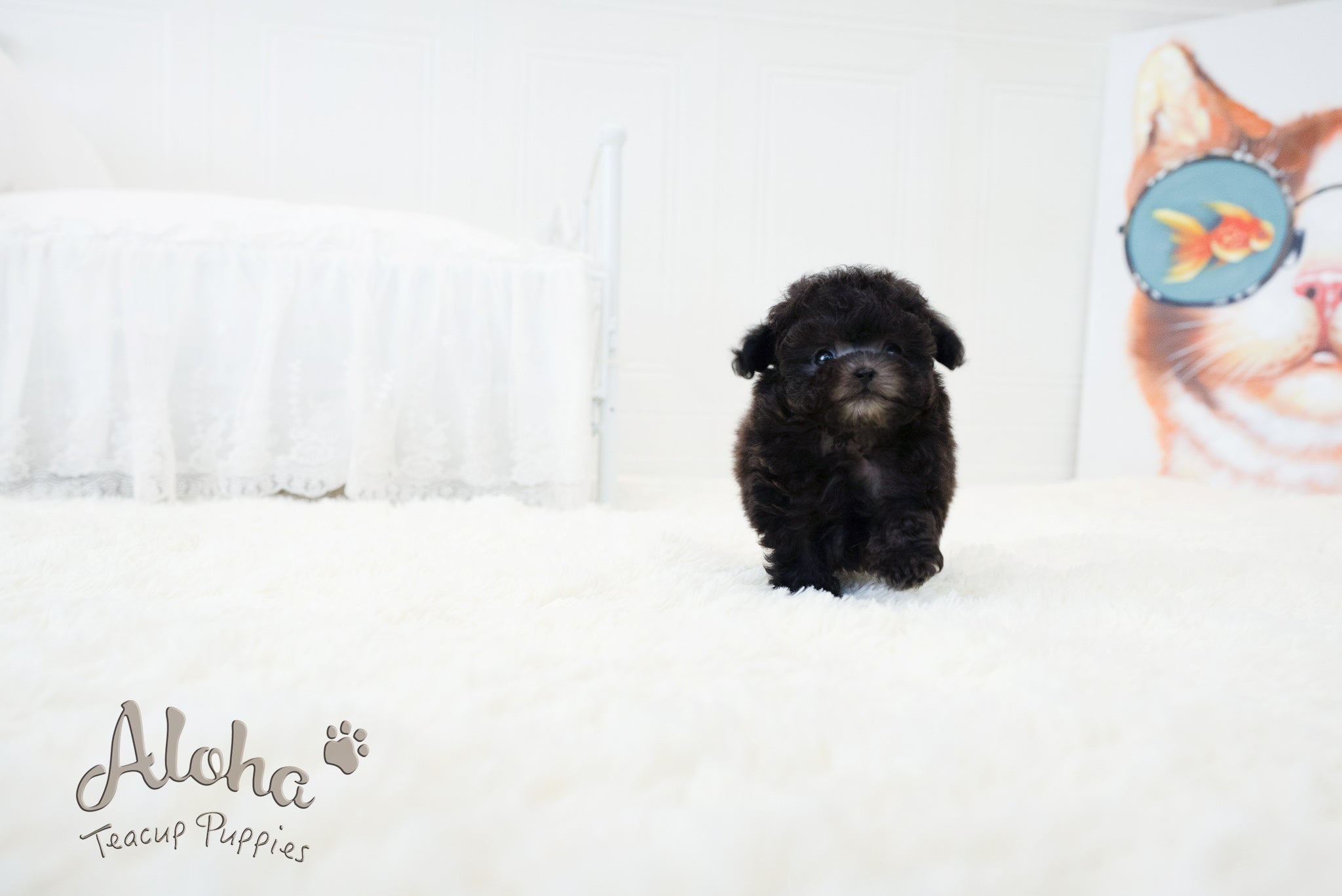 Kai [TEACUP POODLE]