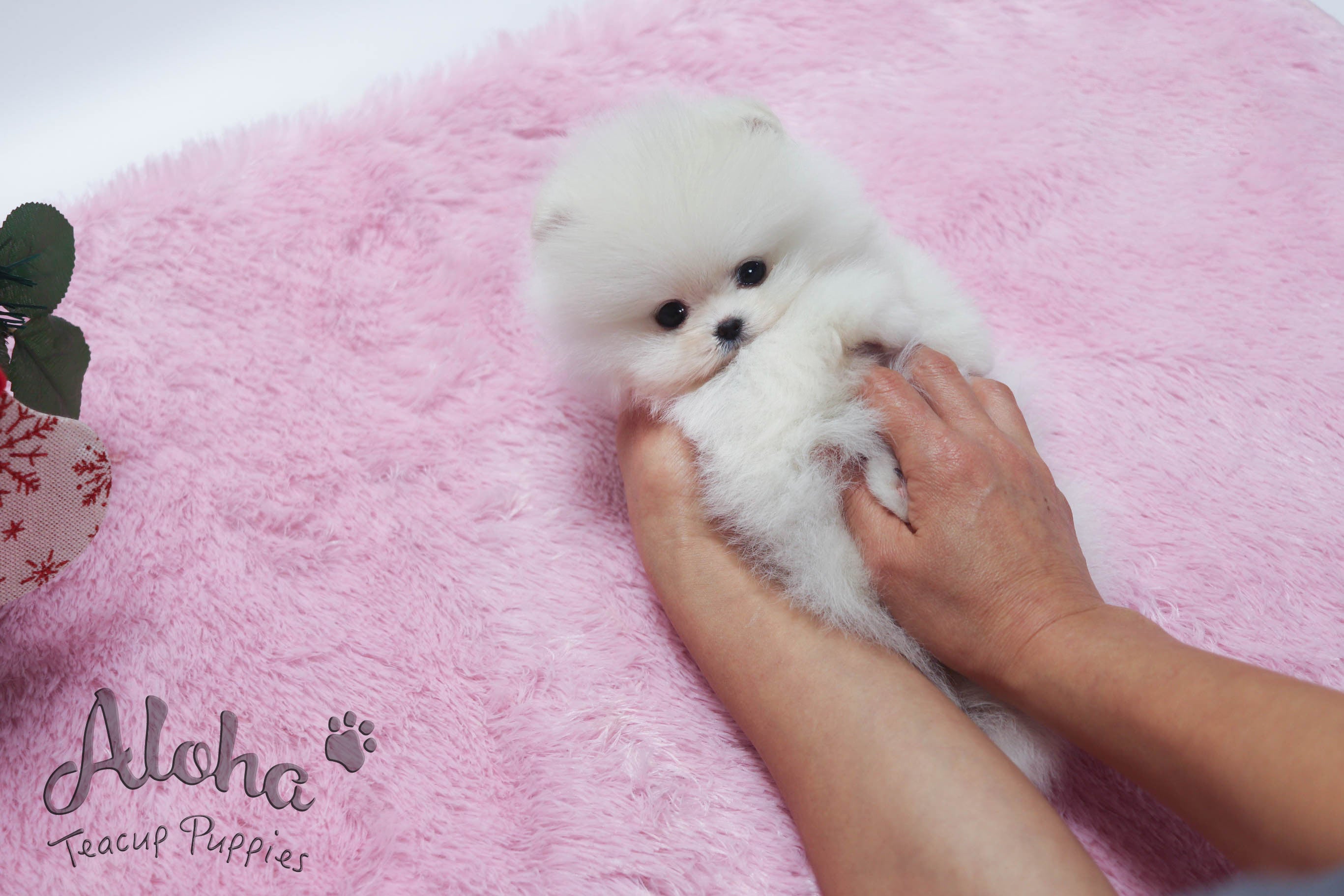 Vendido a Naoko, Snow [POMERANIA TAZA DE TÉ]
