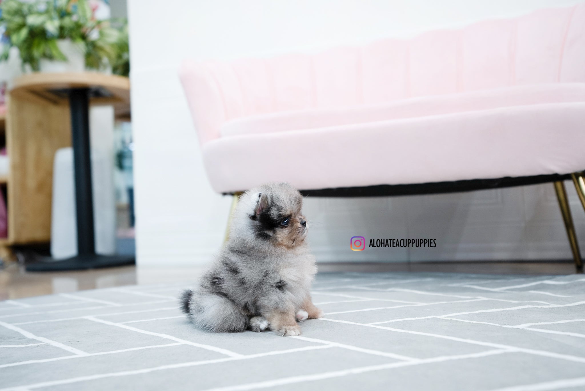 Jennet [TEACUP POMERANIAN]