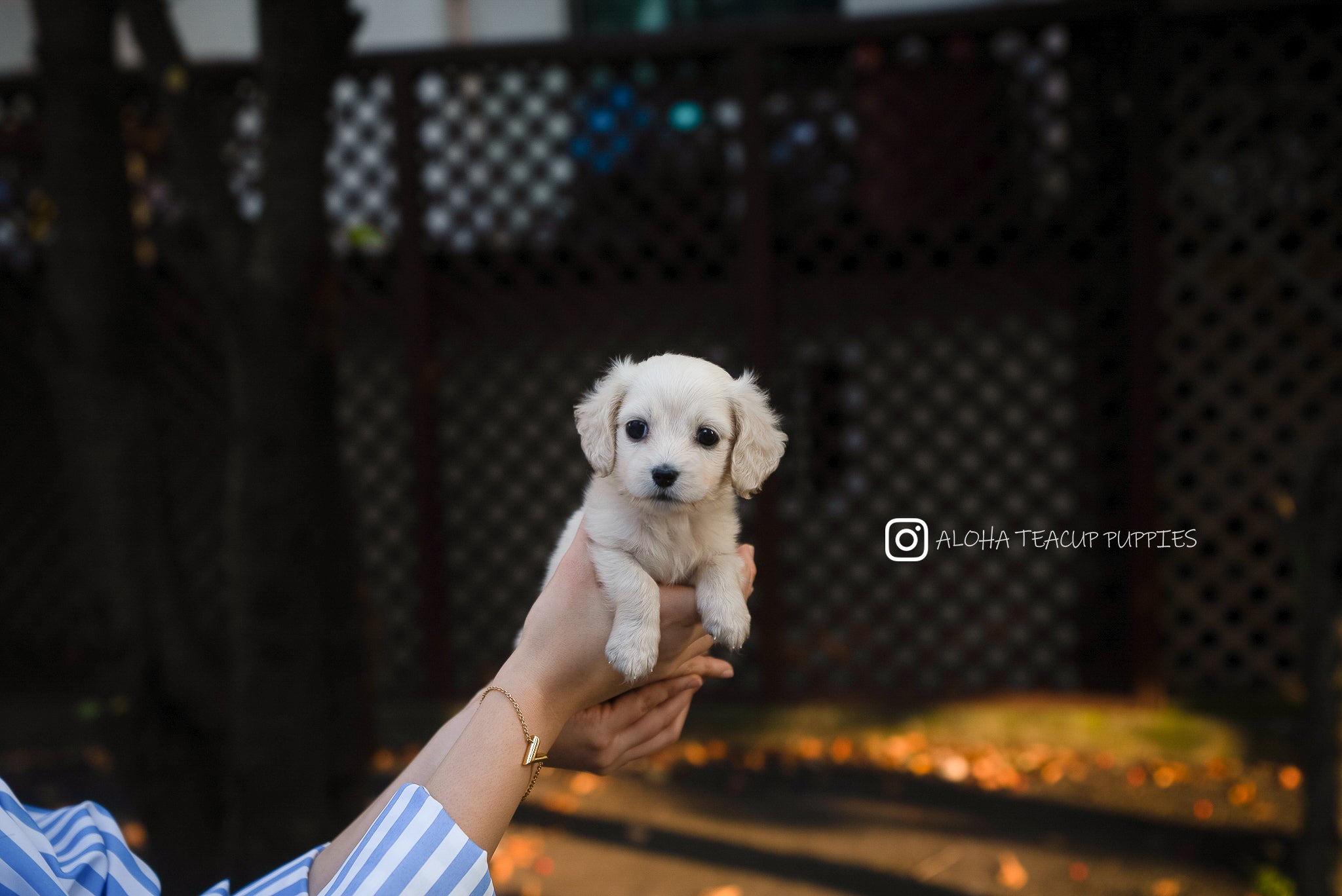 Lily [PERRO SALCHICHA MINIATURA]