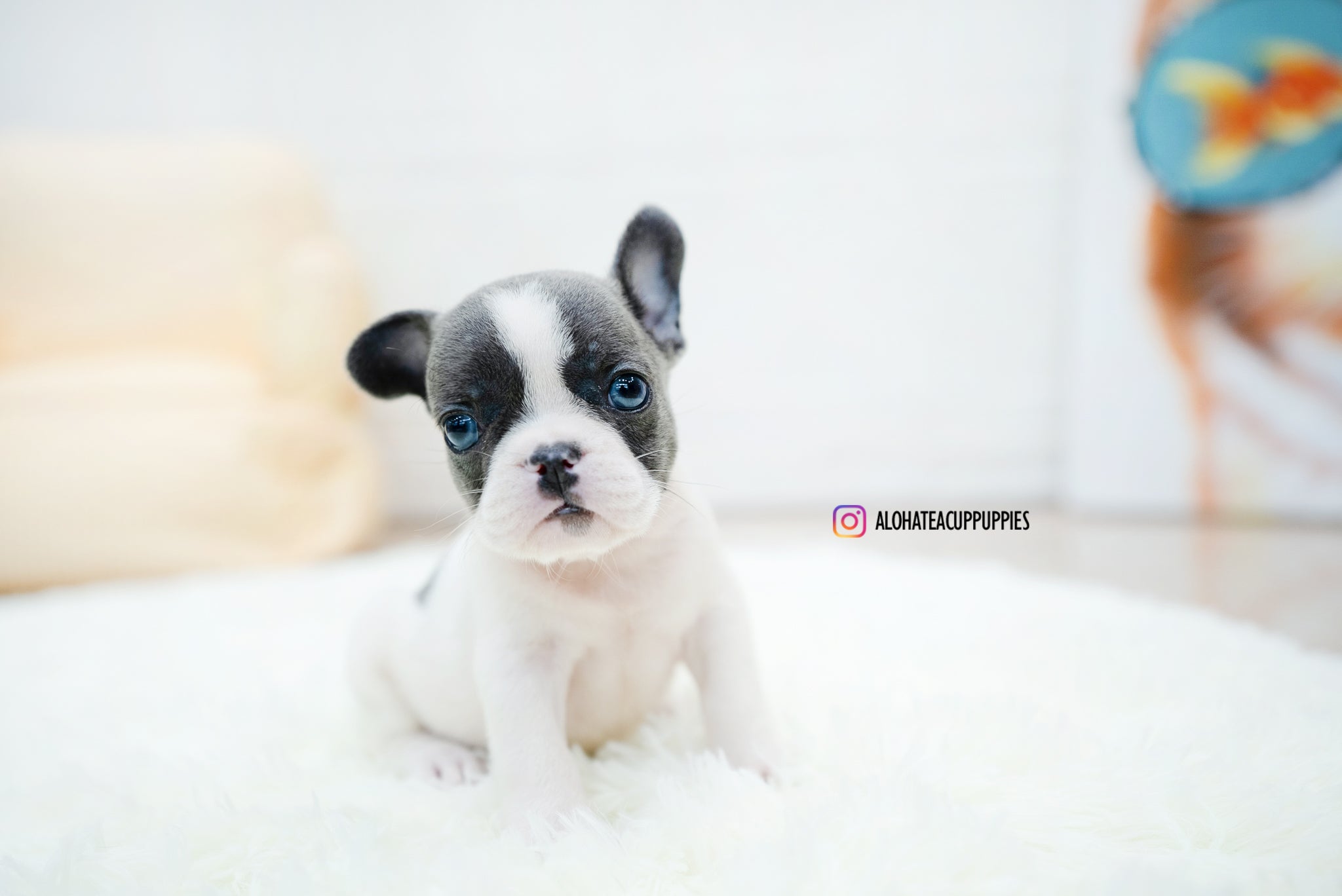 Brody [TEACUP FRENCH]