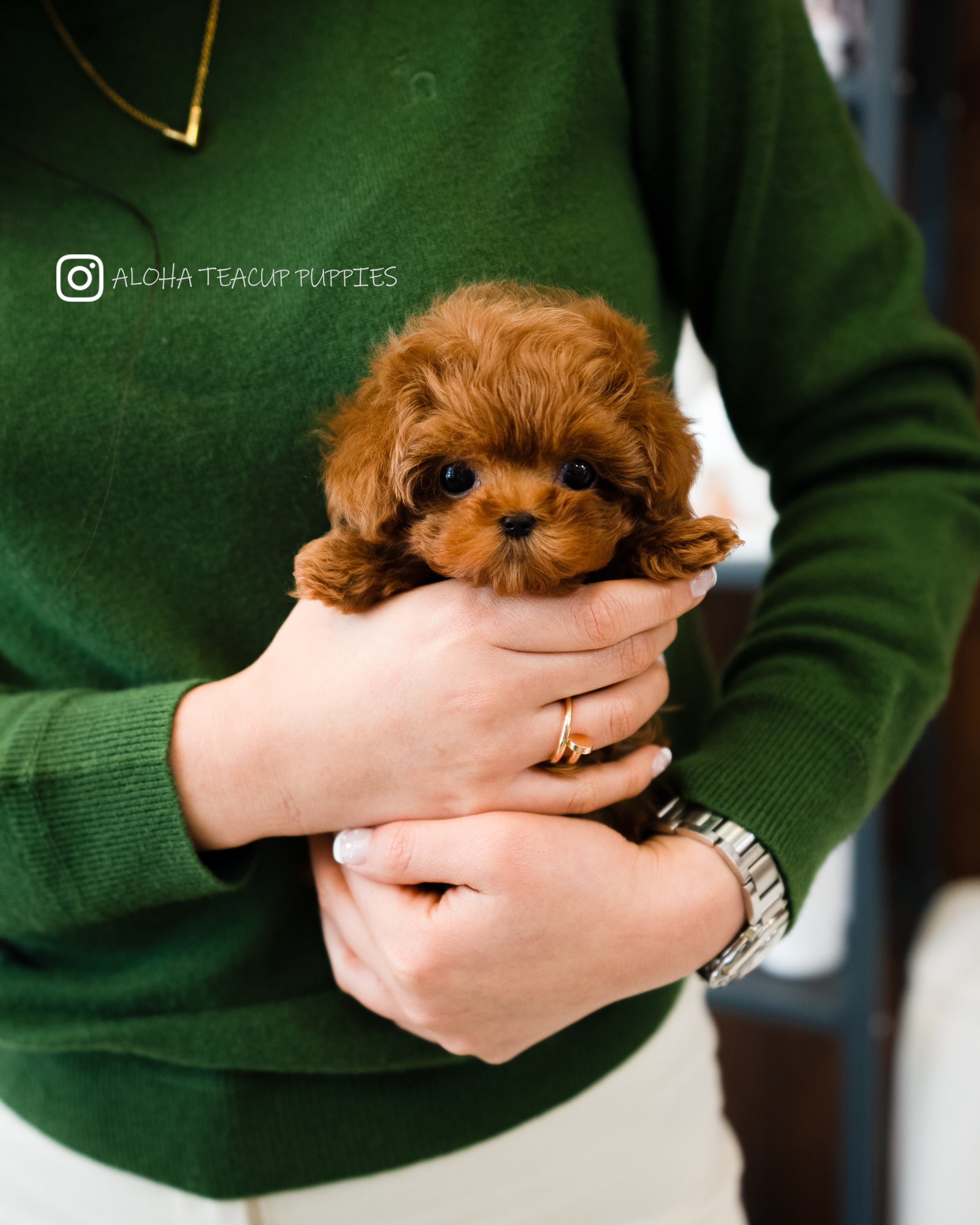 Finn [TEACUP MALTIPOO]