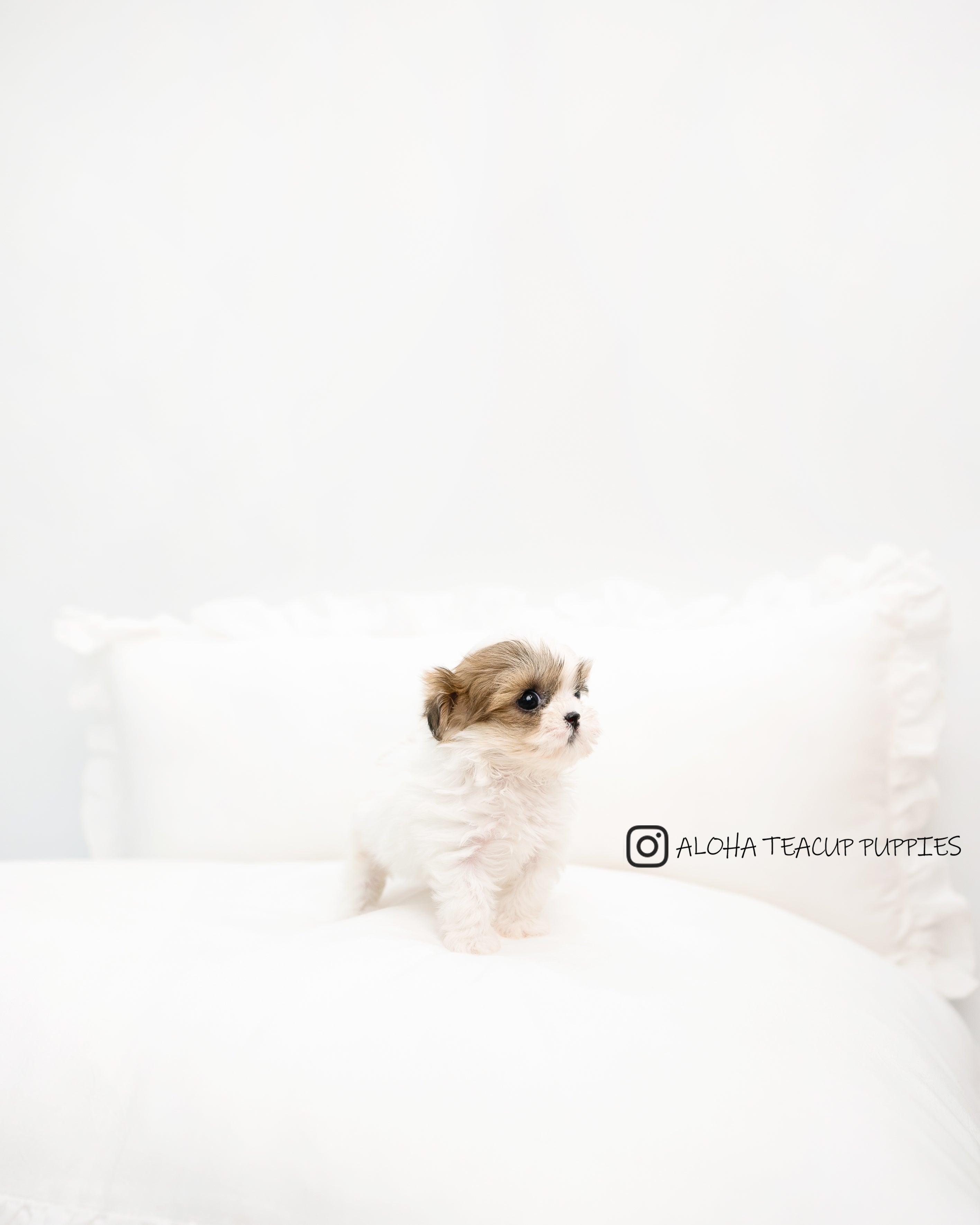 Susan [TEACUP MALTIPOO]
