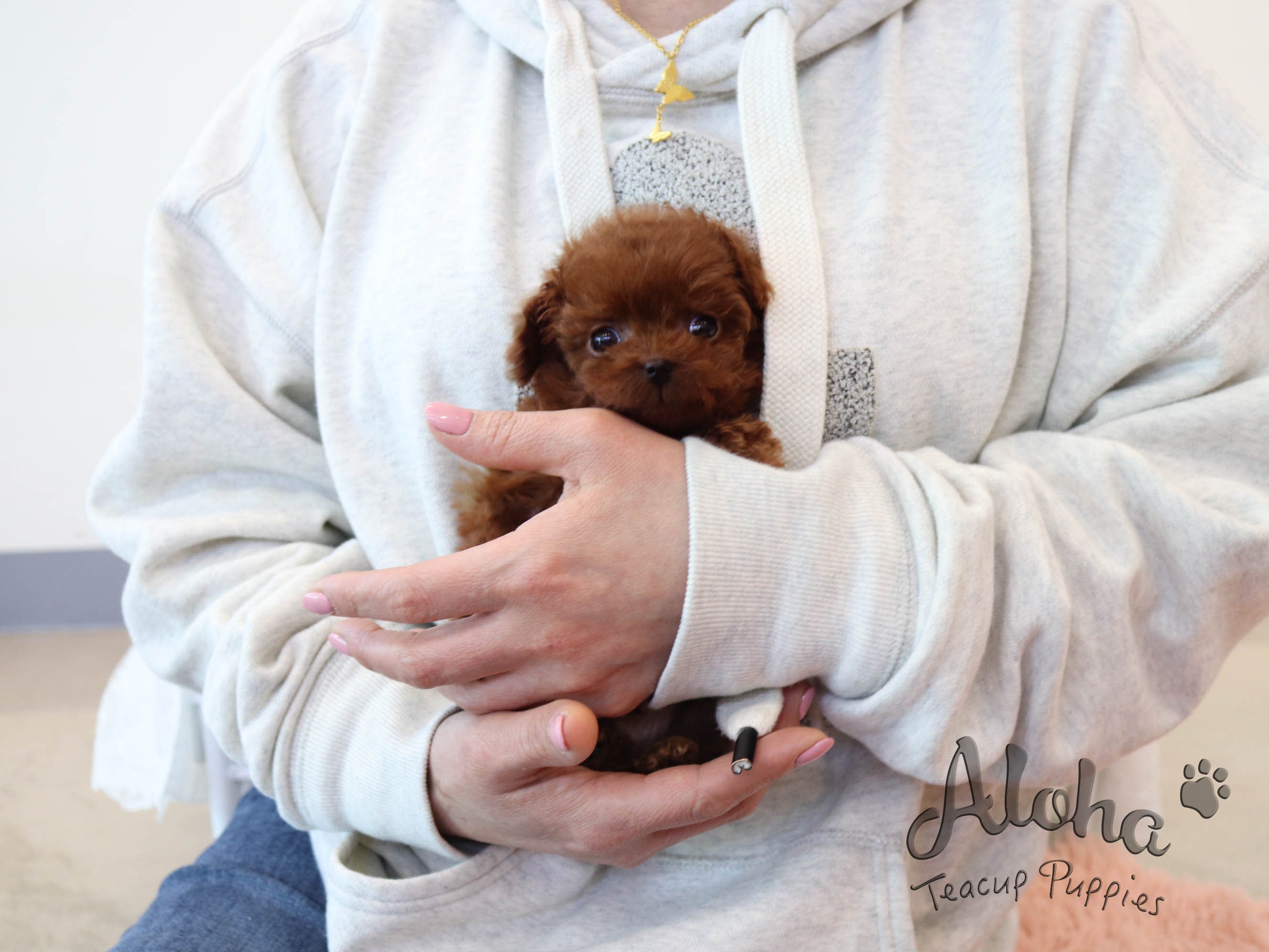 CHOCO [CANICHE TACITA DE TÉ]