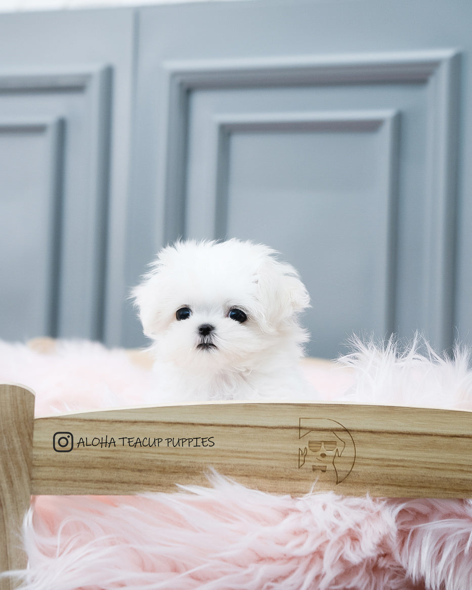 Adela [TEACUP MALTESE]