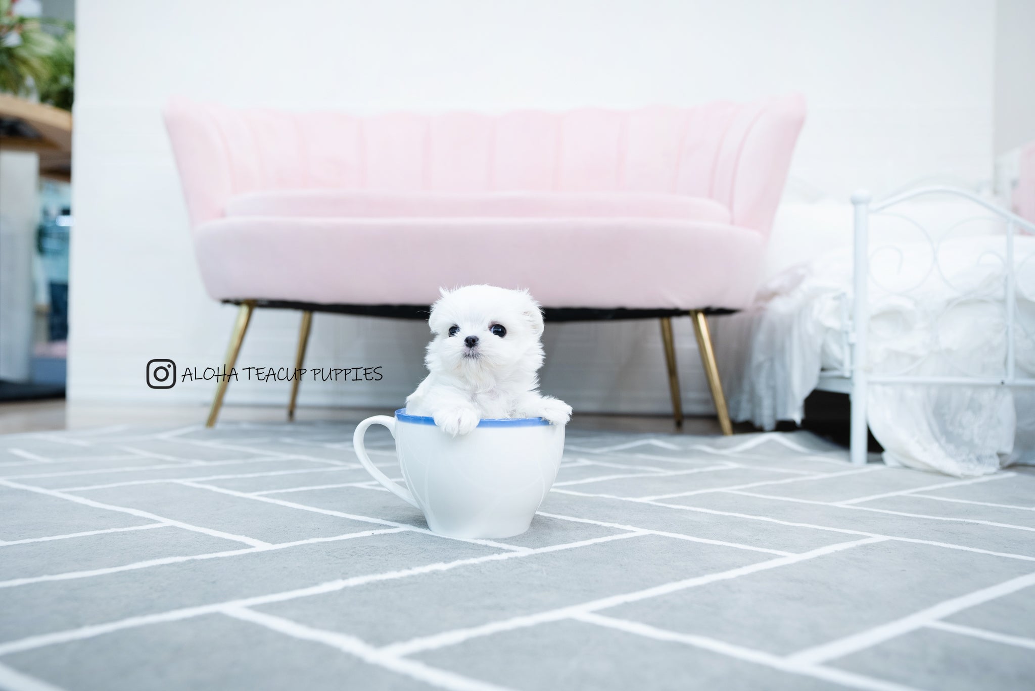 Tayo [TEACUP MALTESE]