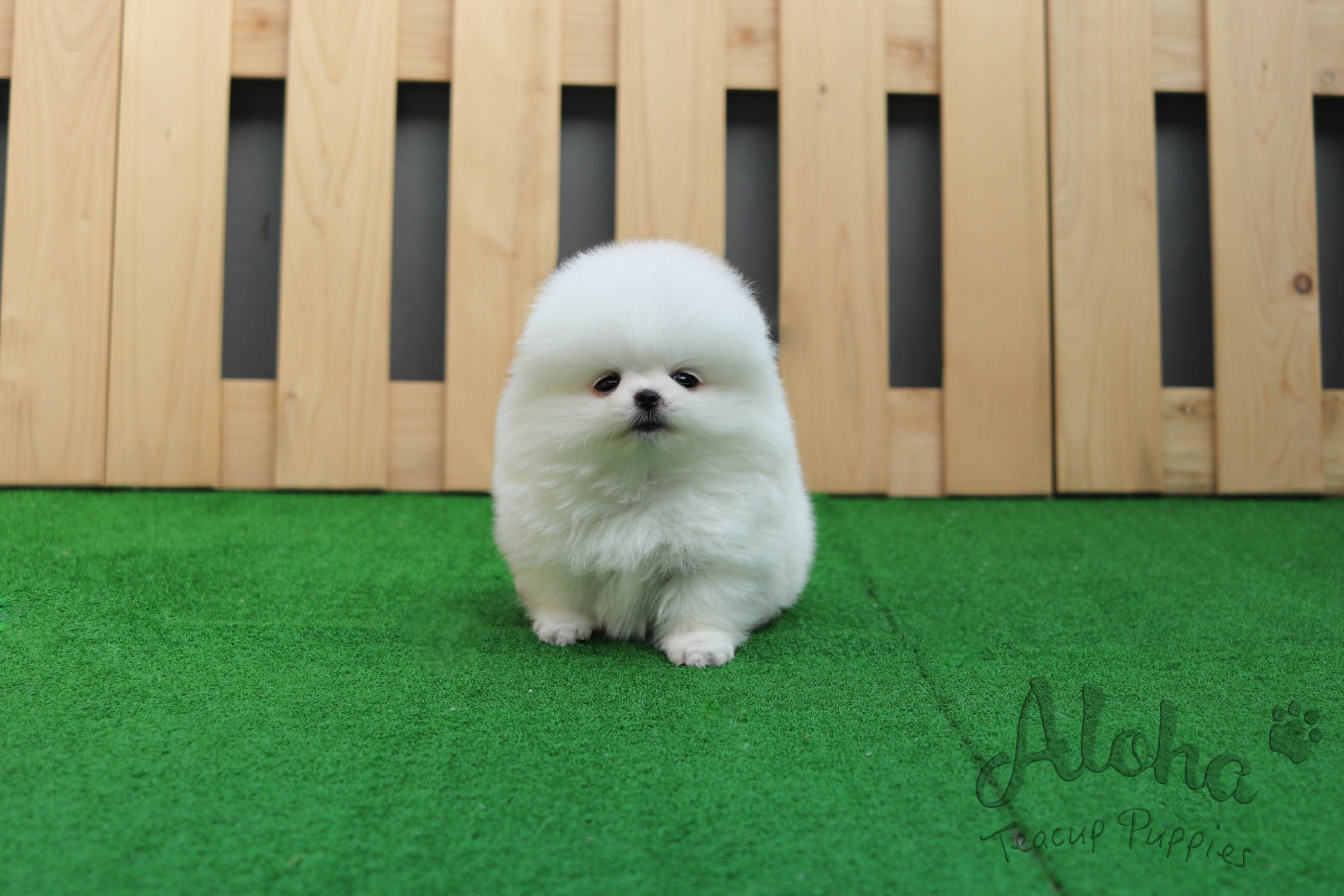 Sold to Natalie, Latte [Teacup Pomeranian]