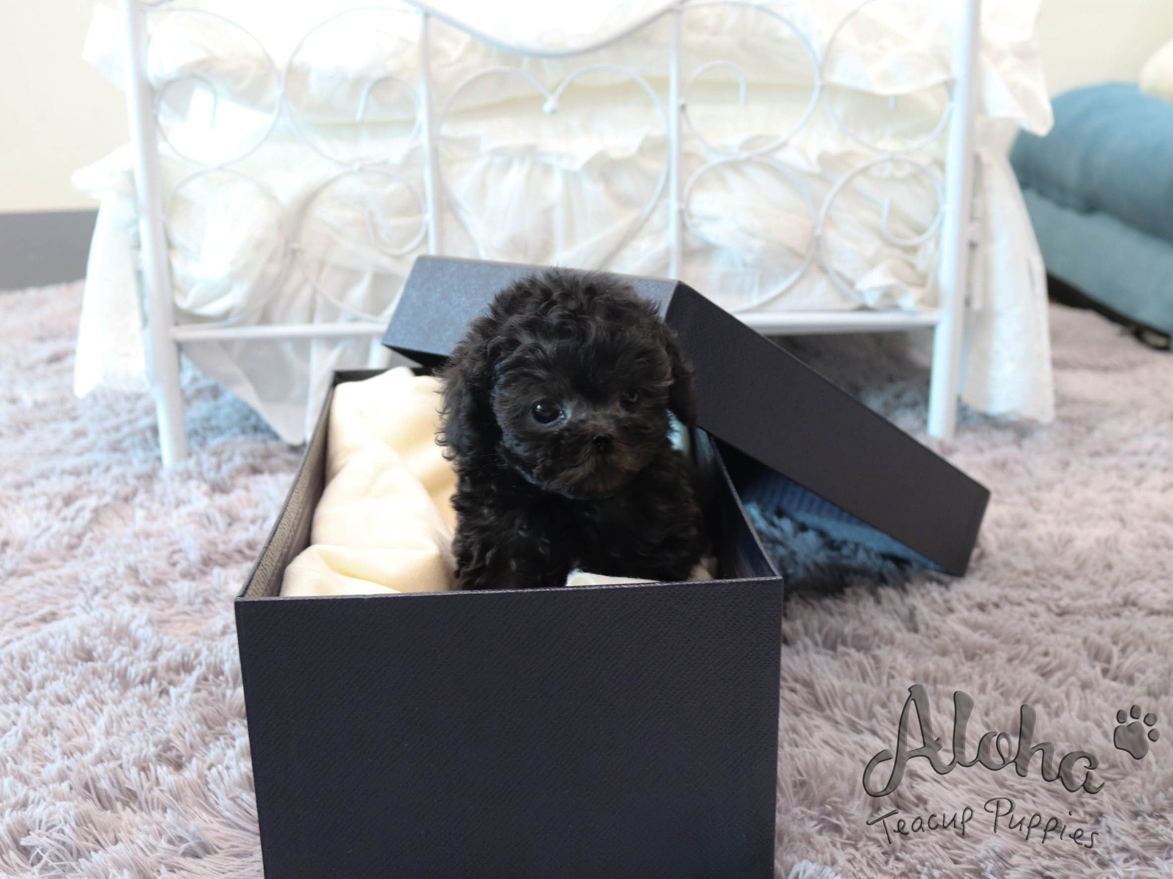 Bella [TEACUP POODLE]