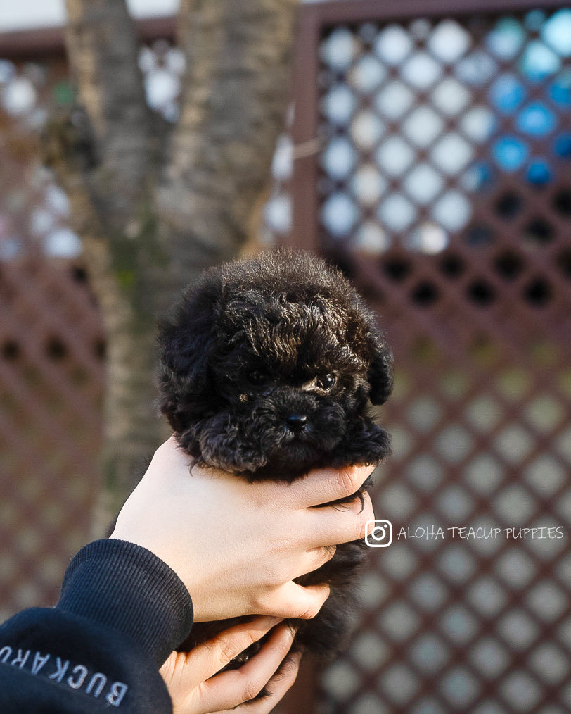 Lon [TEACUP POODLE]