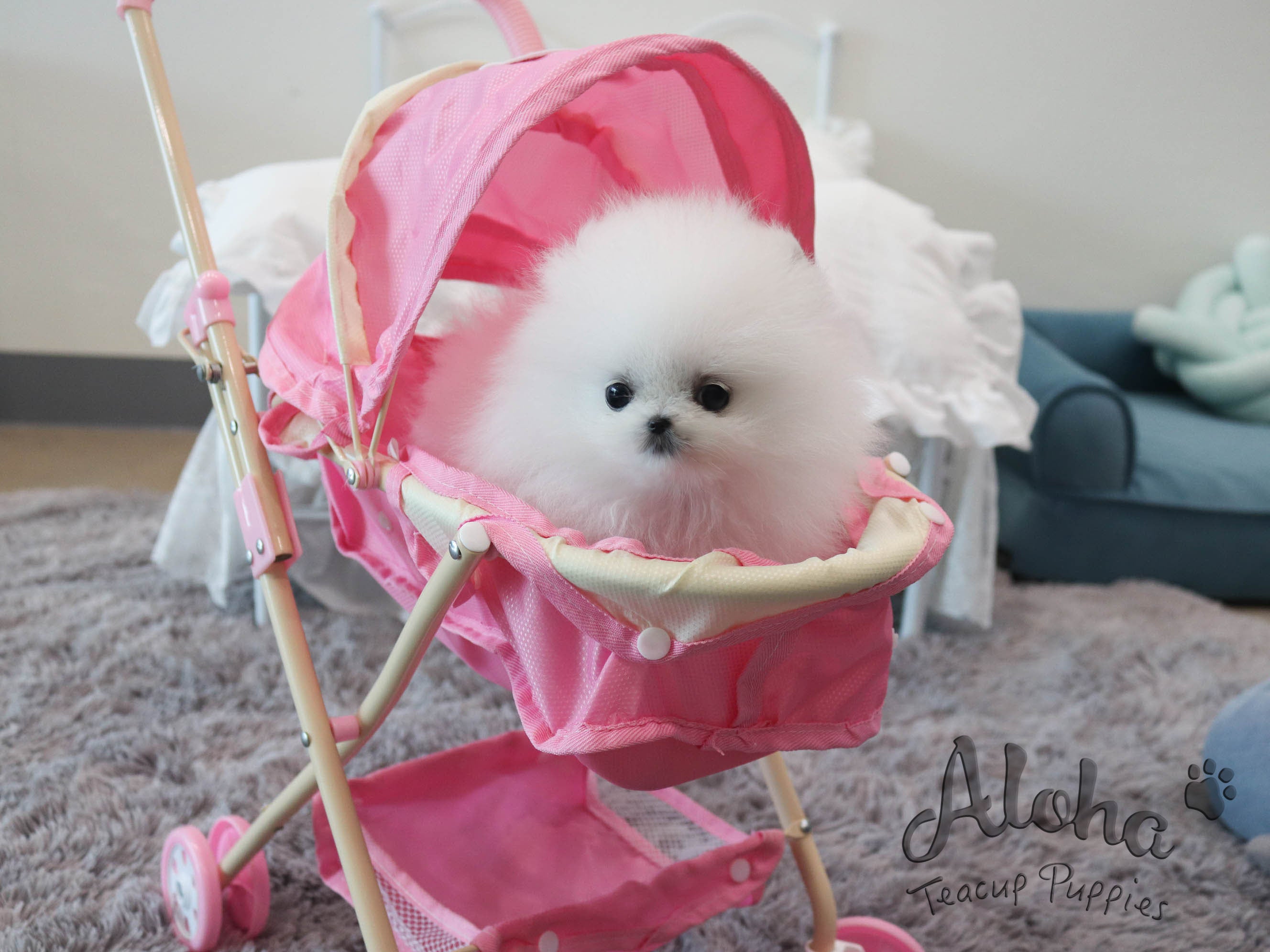 Pepper [TEACUP POMERANIAN]