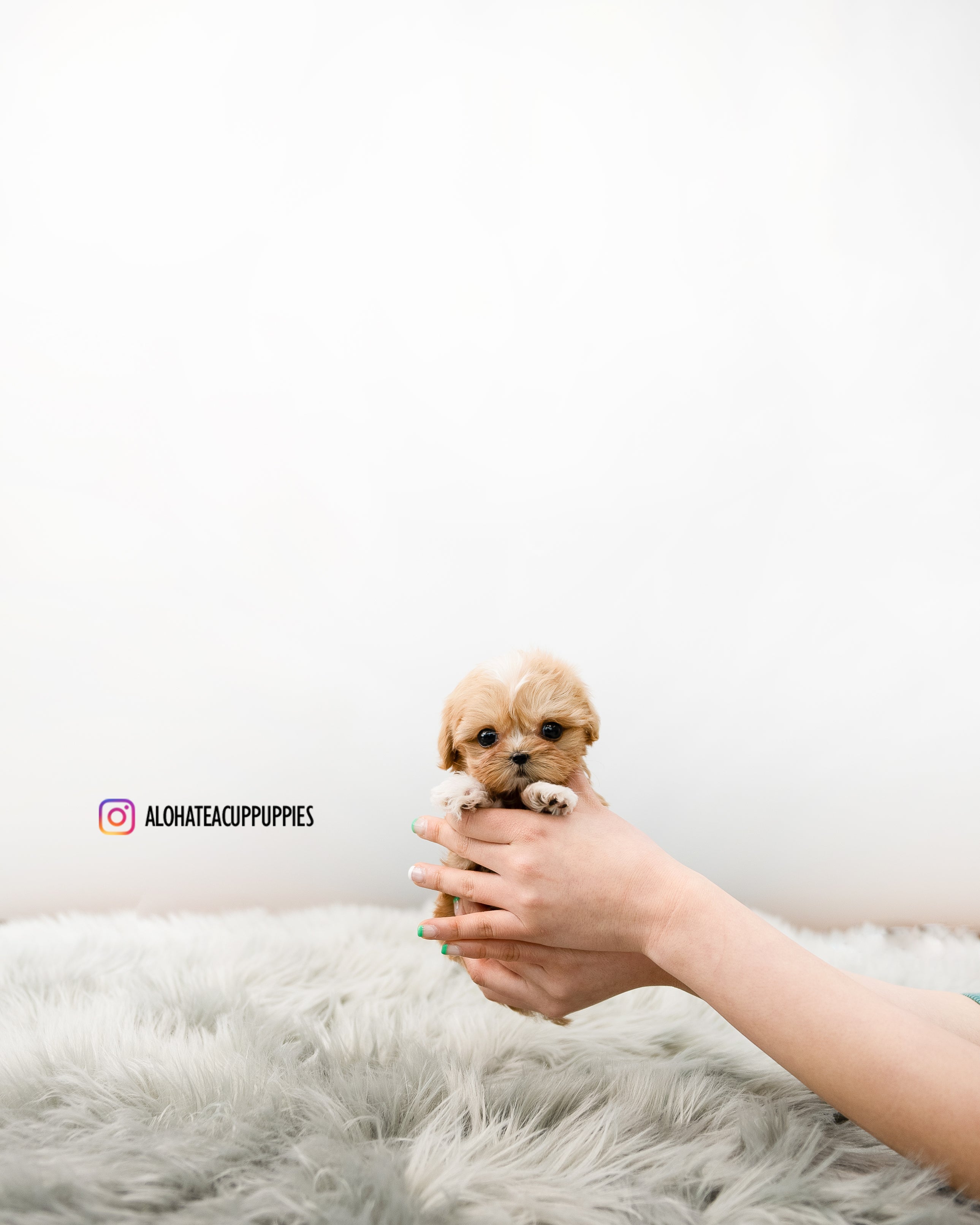 Nora [TEACUP MALTIPOO]