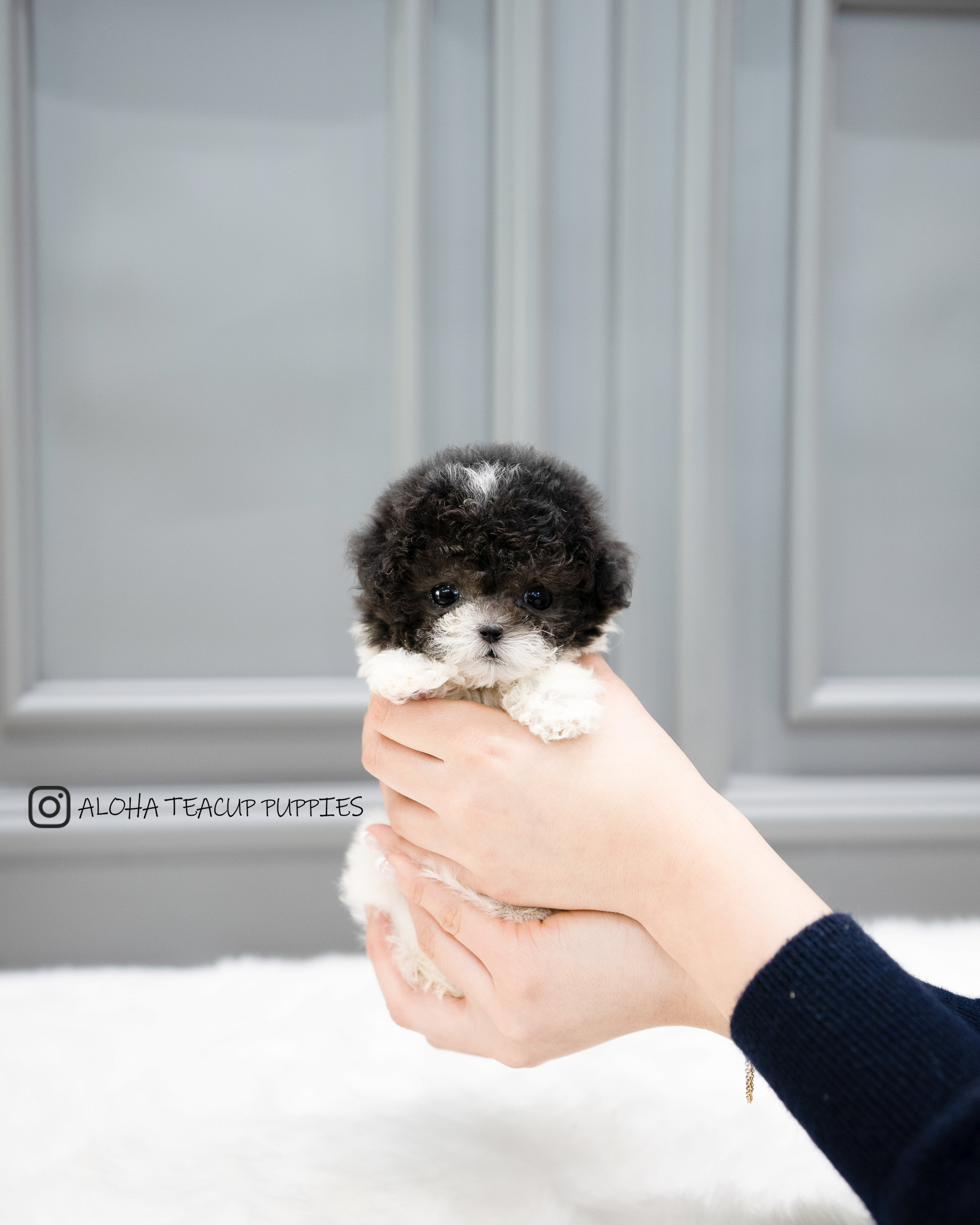 Lulu [TEACUP POODLE]