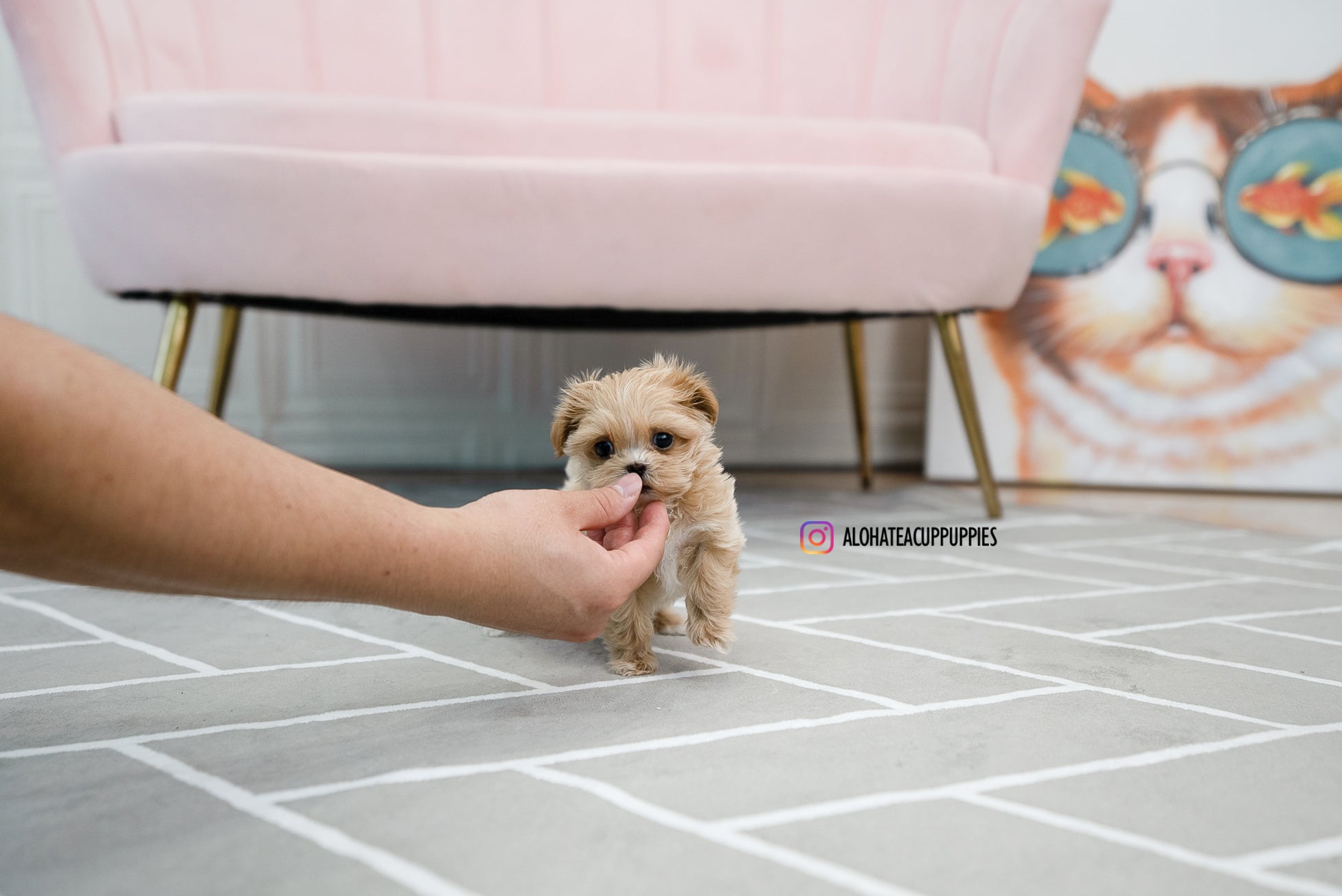 Mary [TEACUP MALTIPOO]