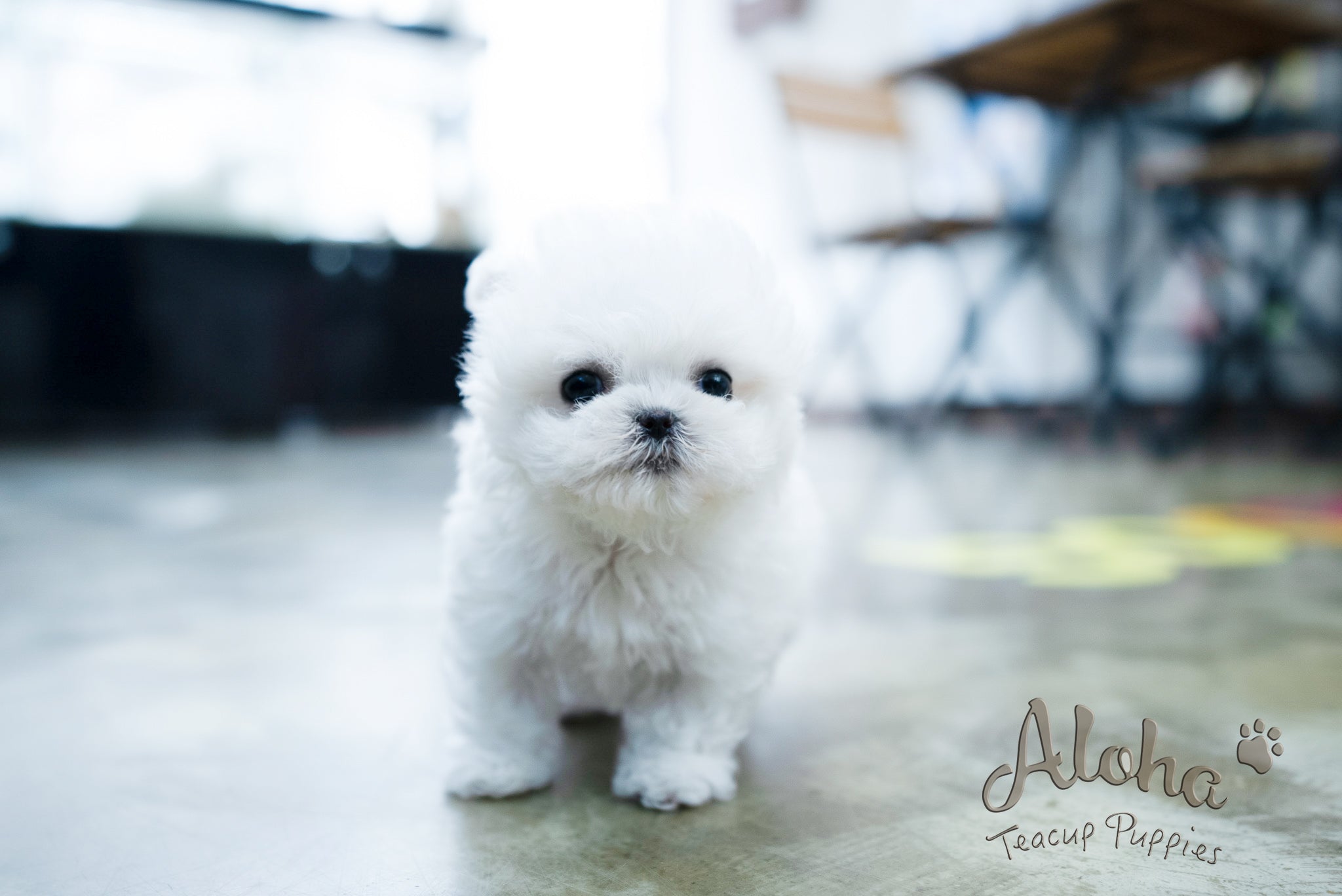 Angela [TEACUP BICHON]